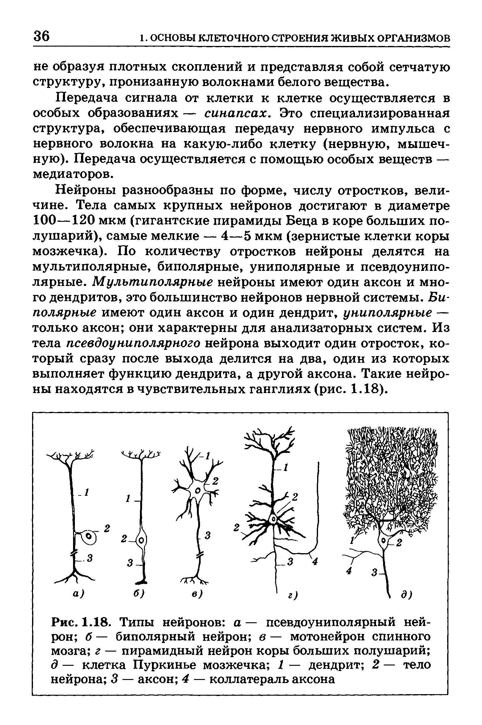 Рис. 1.18. Типы нейронов а — псевдоуниполярный нейрон б — биполярный нейрон в — мотонейрон спинного мозга г — пирамидный нейрон коры больших полушарий д — клетка Пуркинье мозжечка 1 — дендрит 2 — тело нейрона 3 — аксон 4 — коллатераль аксона...