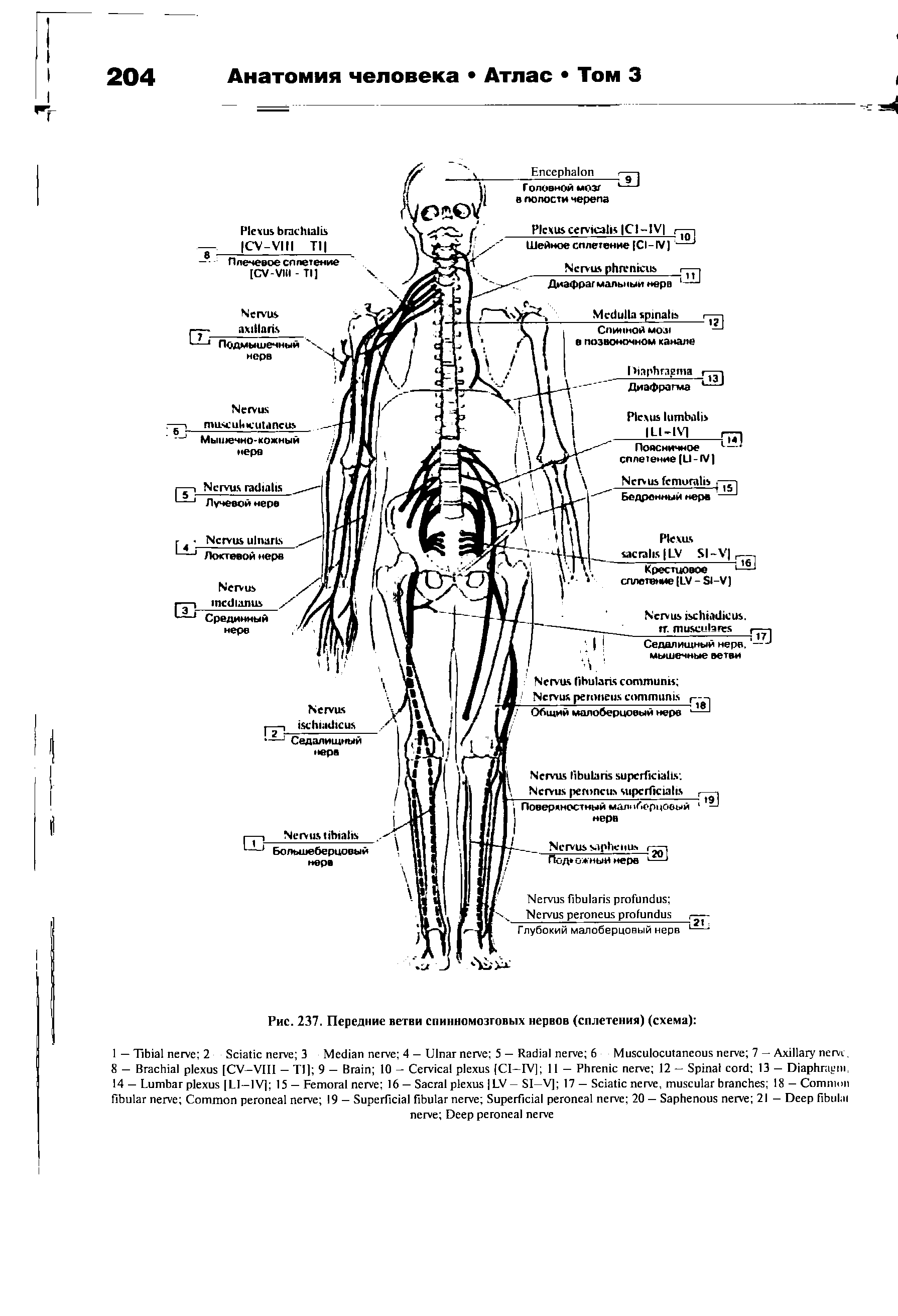 Рис. 237. Передние ветви спинномозговых нервов (сплетения) (схема) ...