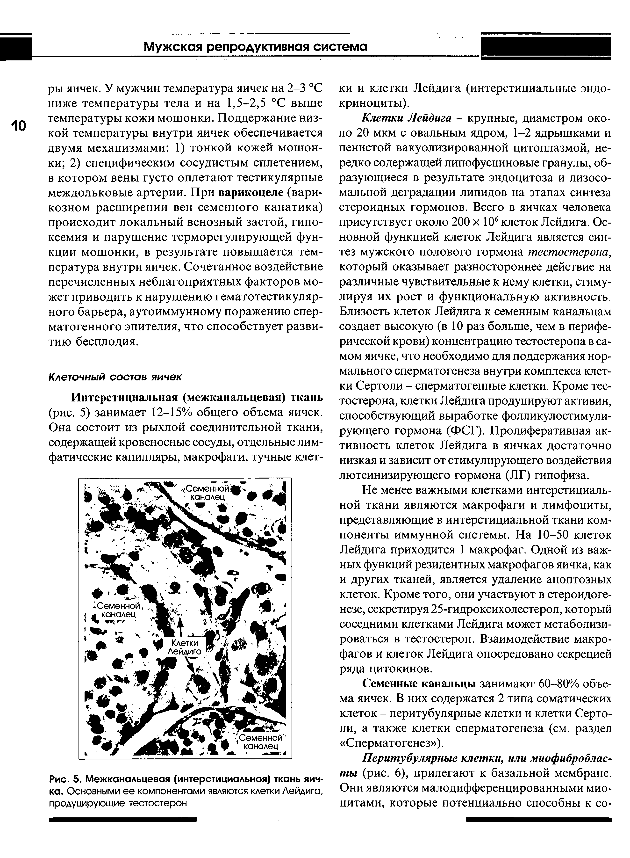 Рис. 5. Межканальцевая (интерстициальная) ткань яичка. Основными ее компонентами являются клетки Лейдига, продуцирующие тестостерон...