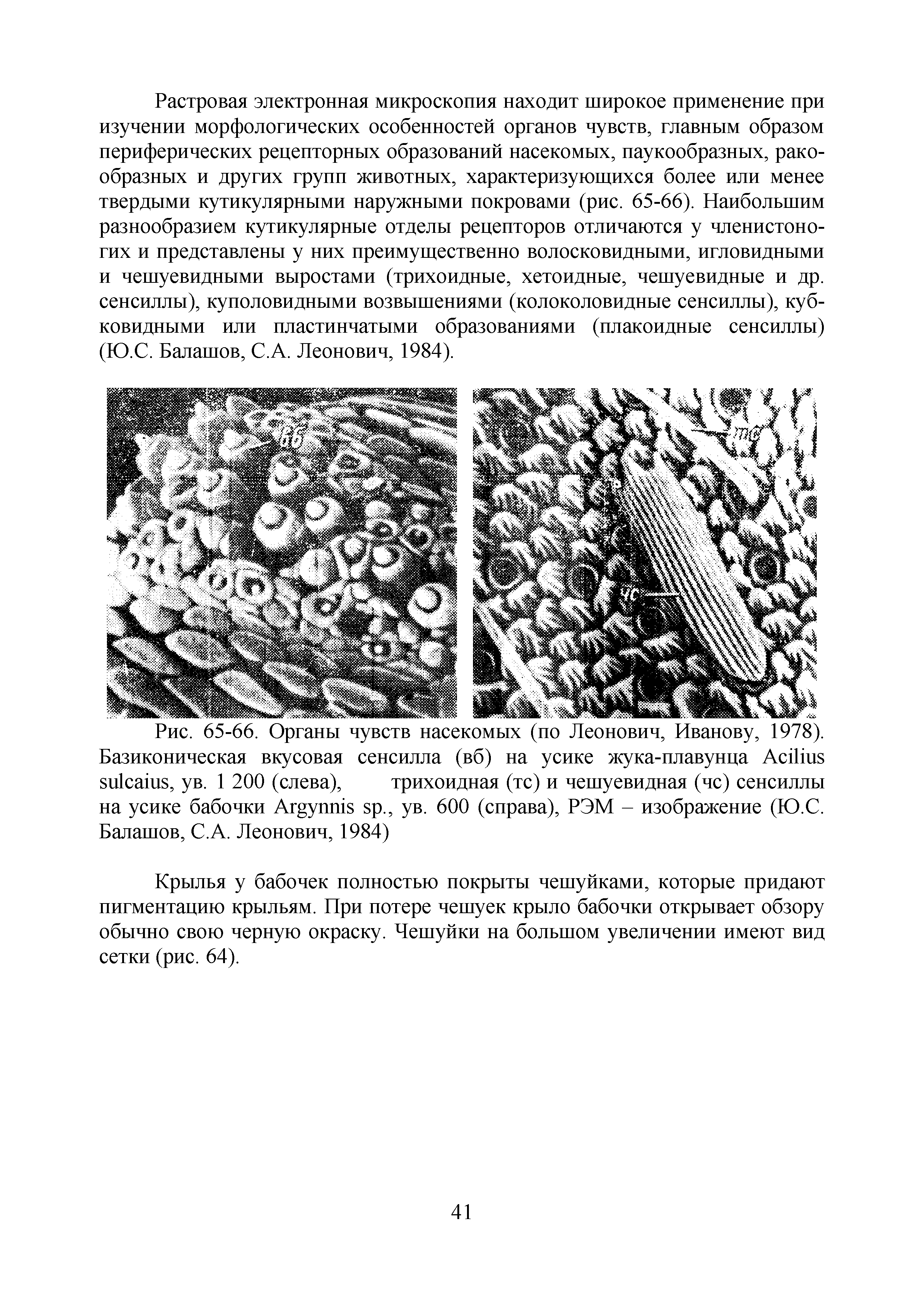 Рис. 65-66. Органы чувств насекомых (по Леонович, Иванову, 1978). Базиконическая вкусовая сенсилла (вб) на усике жука-плавунца Асйпб зШсапБ, ув. 1 200 (слева), трихоидная (тс) и чешуевидная (чс) сенсиллы на усике бабочки А уишз зр., ув. 600 (справа), РЭМ - изображение (Ю.С. Балашов, С.А. Леонович, 1984)...