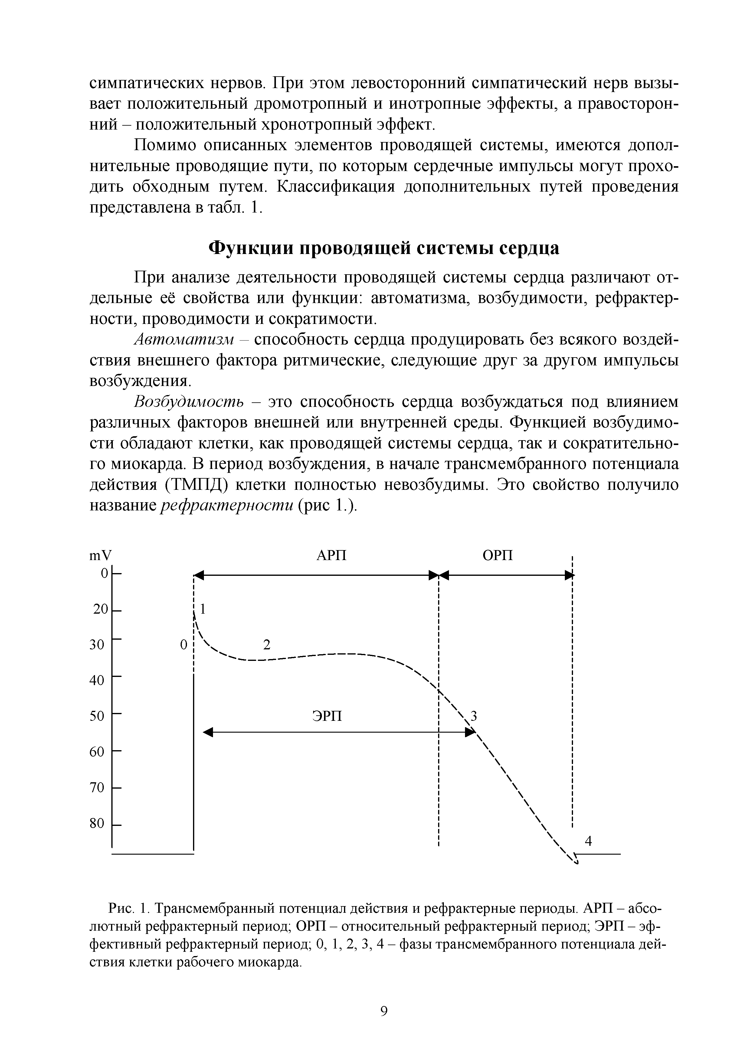 Рис. 1. Трансмембранный потенциал действия и рефрактерные периоды. АРП - абсолютный рефрактерный период ОРП - относительный рефрактерный период ЭРП - эффективный рефрактерный период 0, 1, 2, 3, 4 - фазы трансмембранного потенциала действия клетки рабочего миокарда.