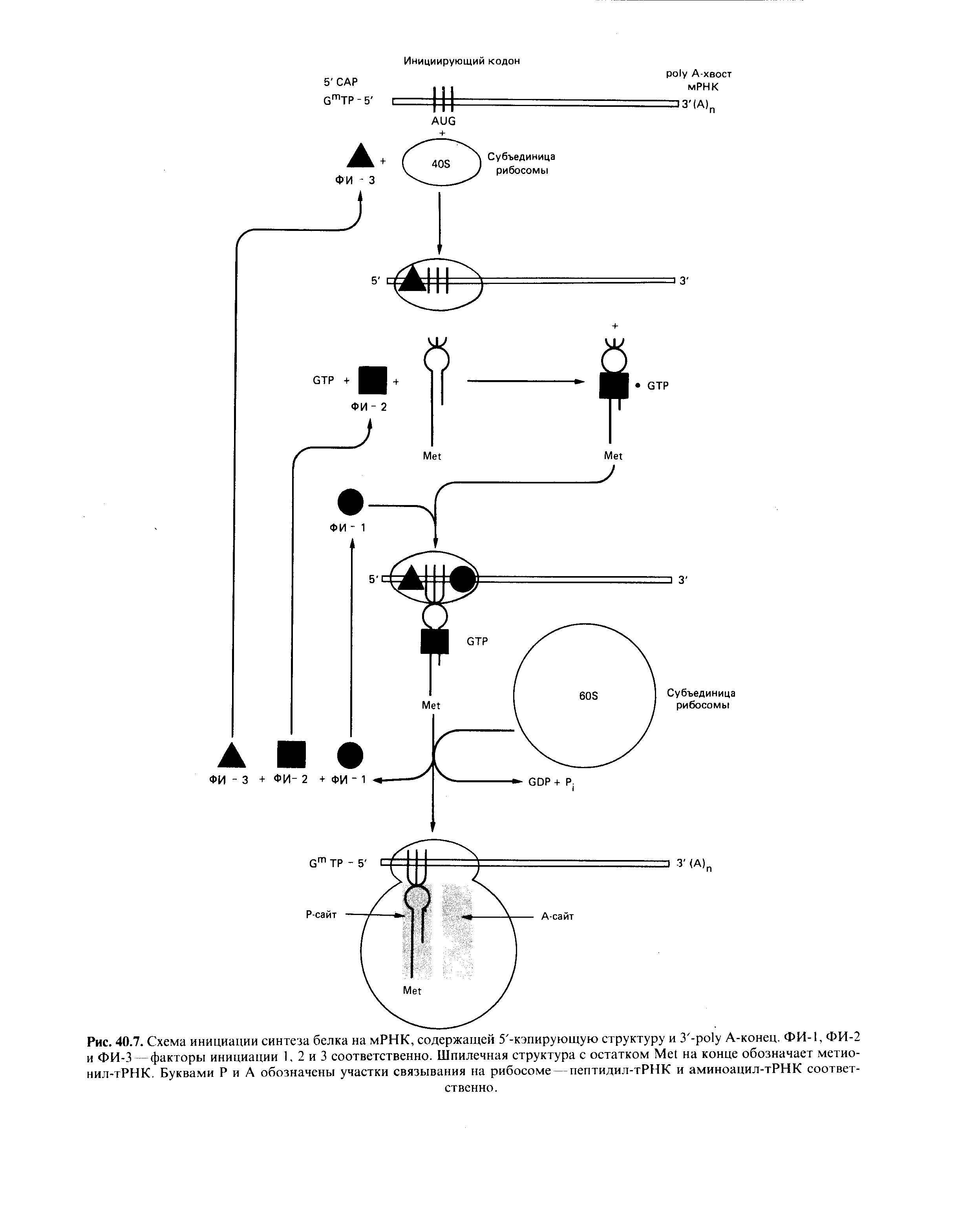 Рис. 40.7. Схема инициации синтеза белка на мРНК, содержащей 5 -кэпирующую структуру и 3 -ро1у A-конец. ФИ-1, ФИ-2 и ФИ-3 - факторы инициации 1, 2 и 3 соответственно. Шпилечная структура с остатком M на конце обозначает метио-нил-тРНК. Буквами Р и А обозначены участки связывания на рибосоме — пептидил-тРНК и аминоацил-тРНК соответственно.