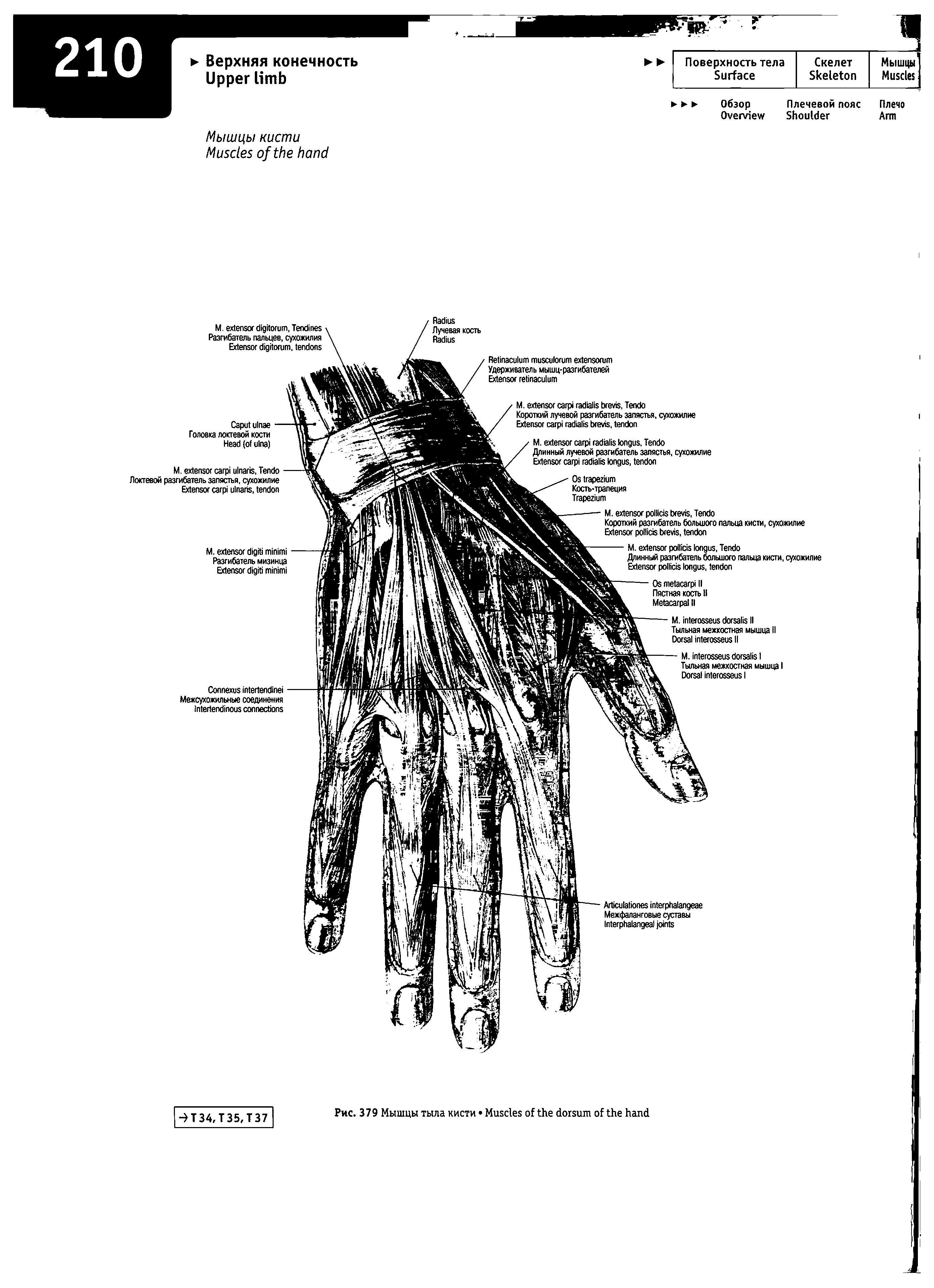 Рис. 379 Мышцы тыла кисти M ...