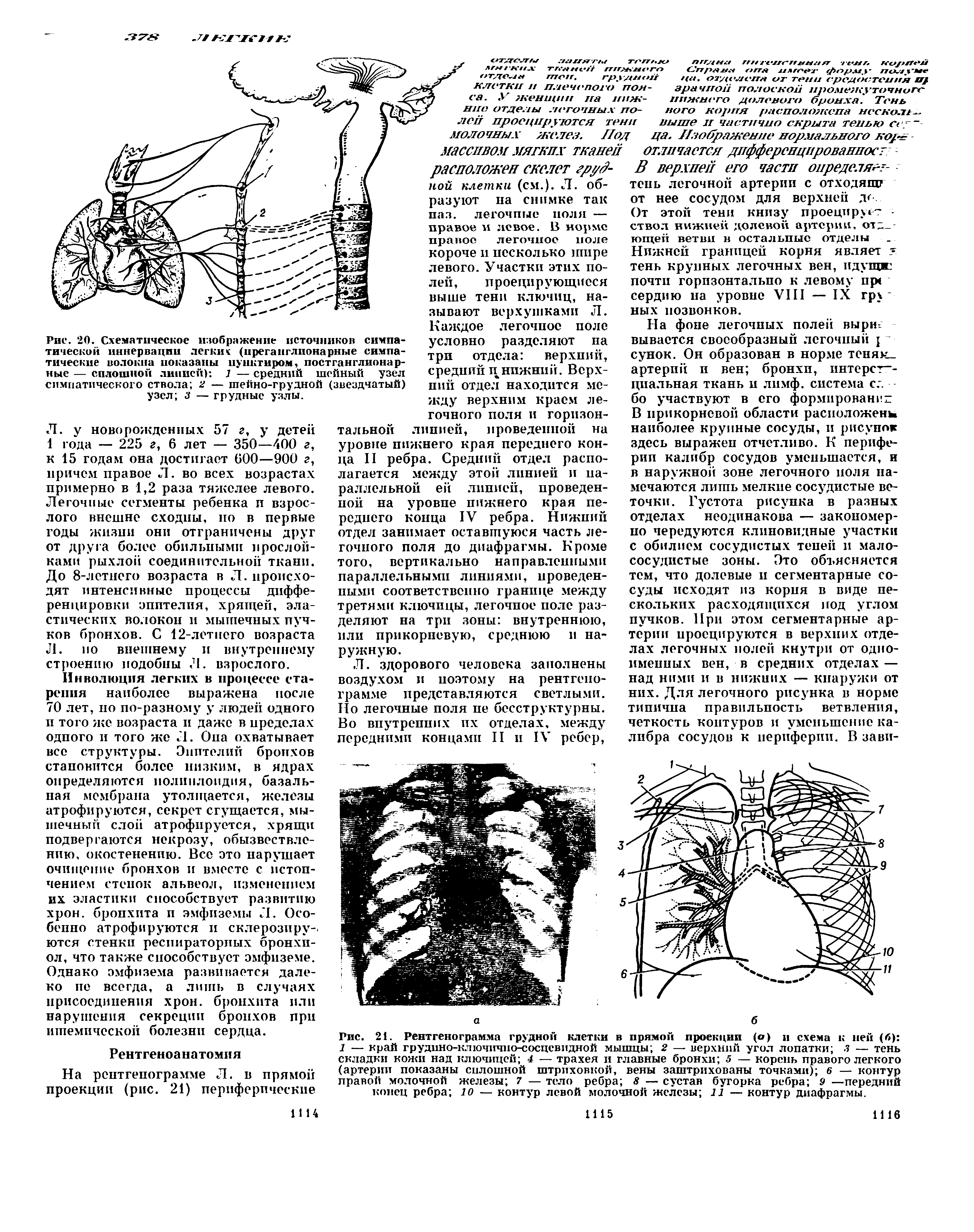 Рис. 20. Схематическое изображение источников симпатической иннервации легких (преганглпонарные симпатические волокна показаны пунктиром, постганглионарные — сплошной линией) 1 — средний шейный узел симпатического ствола 2 — шейно-грудной (звездчатый) узел з — грудные узлы.