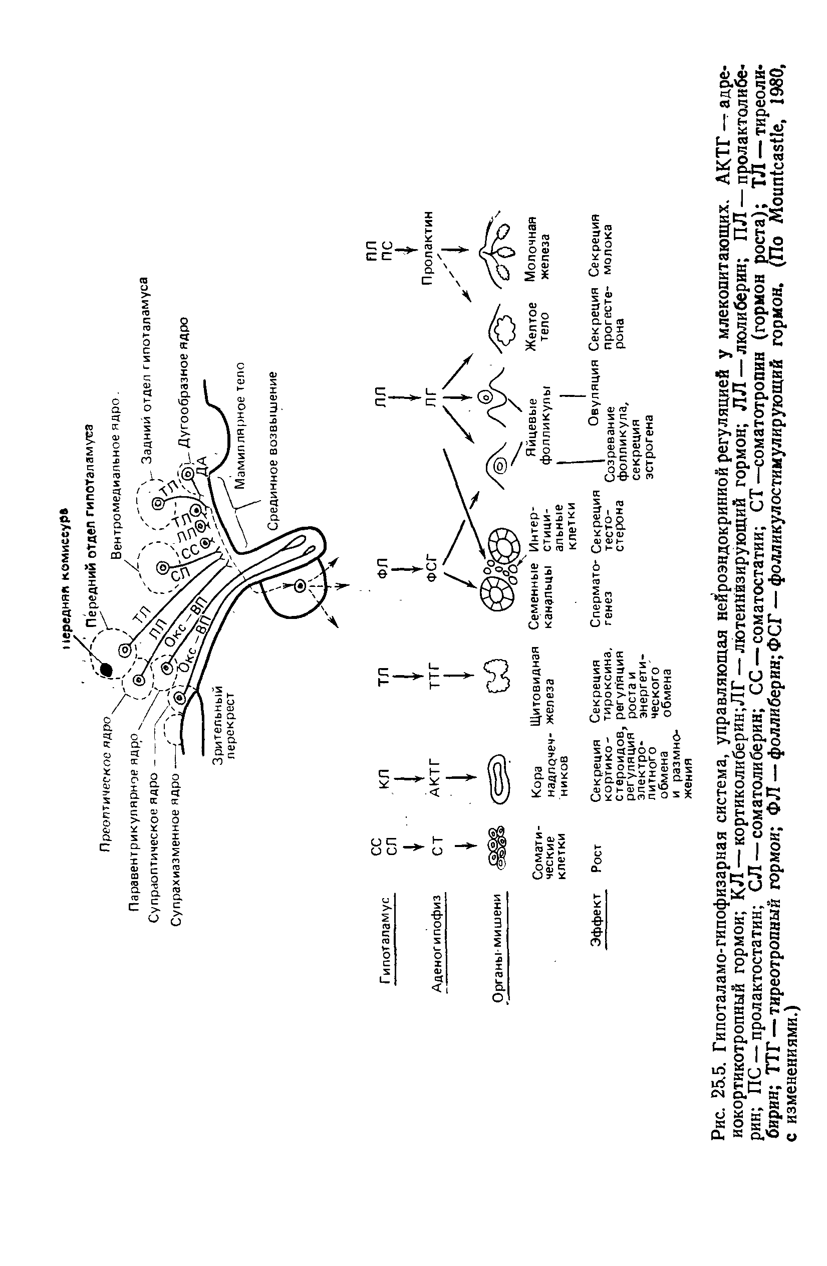 Рис. 25.5. Гипоталамо-гипофизарная система, управляющая нейроэндокринной регуляцией у млекопитающих. АКТГ — адренокортикотропный гормон КЛ — кортиколиберин ЛГ — лютеинизирующий гормон ЛЛ — люлиберин ПЛ — пролактолибе-рин ПС — пролактостатин СЛ — соматолиберин СС — соматостатин СТ—соматотропин (гормон роста) ТЛ — тиреоли-бирин ТТГ — тиреотропный гормон Ф Л — фоллиберин ФСГ — фолликулостимулирующий гормон. (По МоипкавНе, 1980, с изменениями.)...