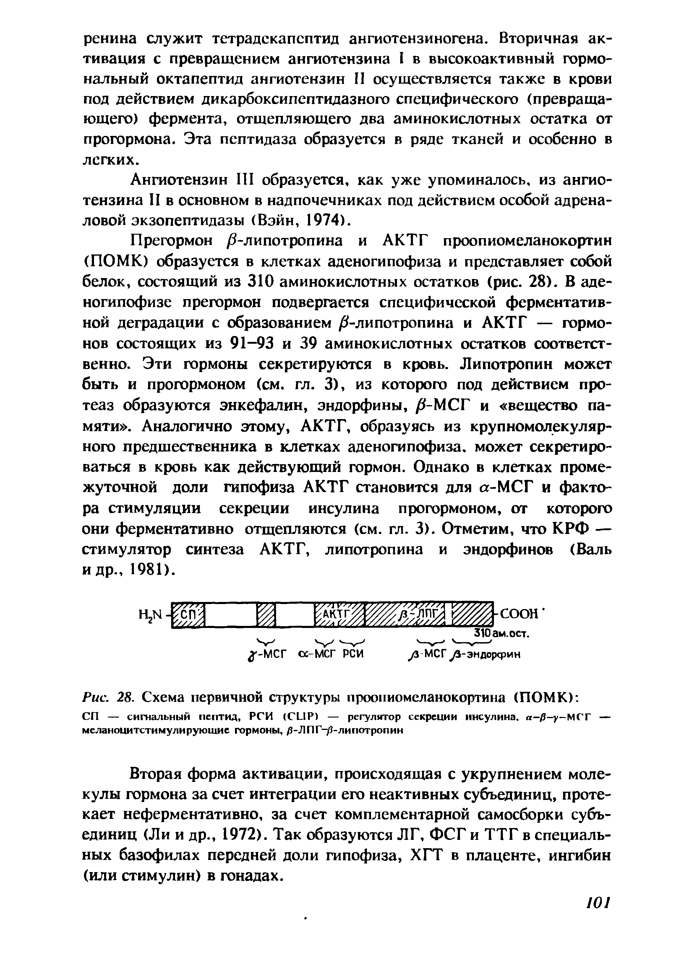 Рис. 28. Схема первичной структуры проопиомеланокортина (ПОМК) СП — сигнальный пептид, РСИ (CLIP) — регулятор секреции инсулина. -/3-у-МСГ — меланоцитстимулируюшие гормоны, Д-ЛПГ З-липотропин...