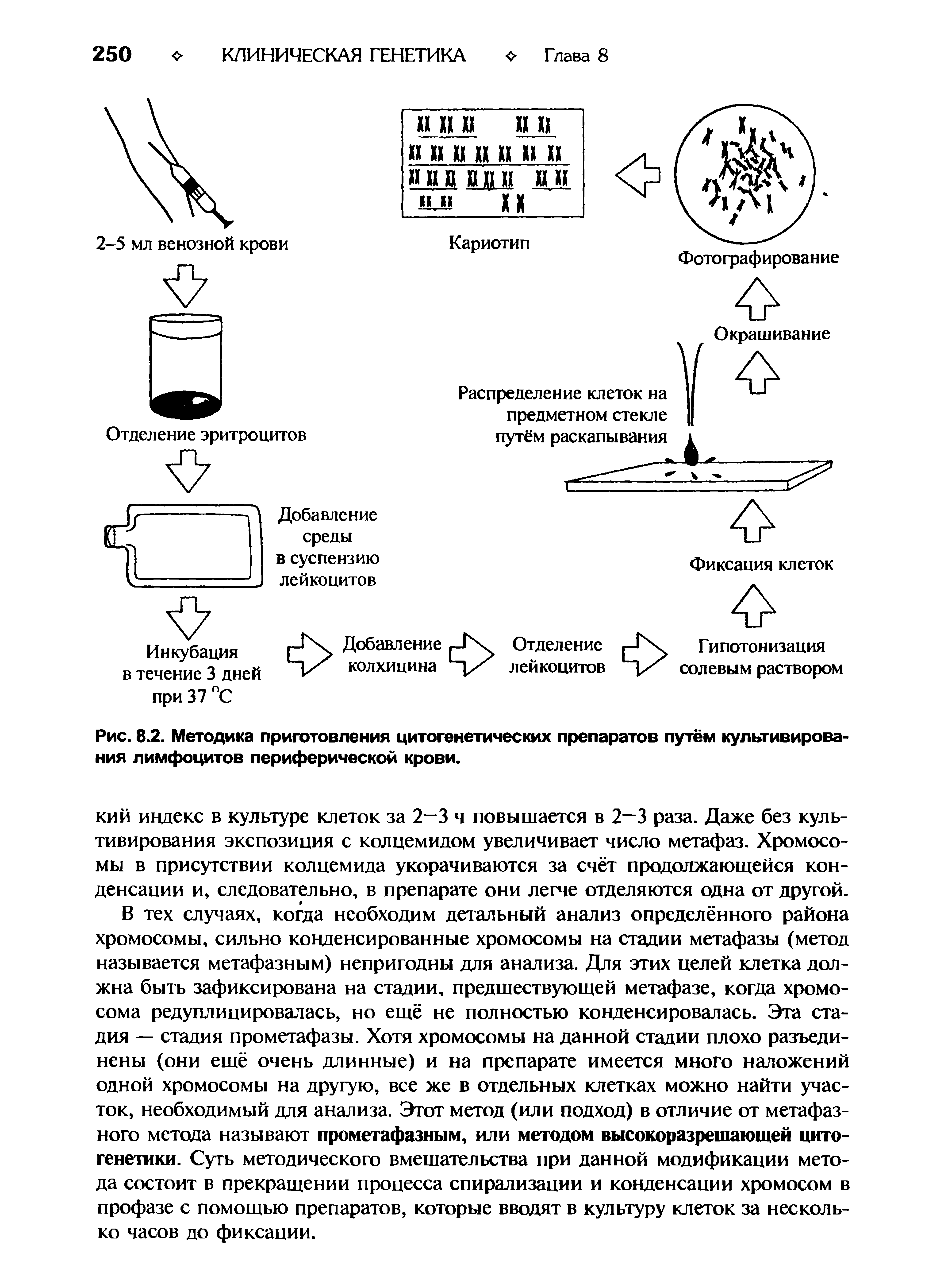 Рис. 8.2. Методика приготовления цитогенетических препаратов путём культивирования лимфоцитов периферической крови.