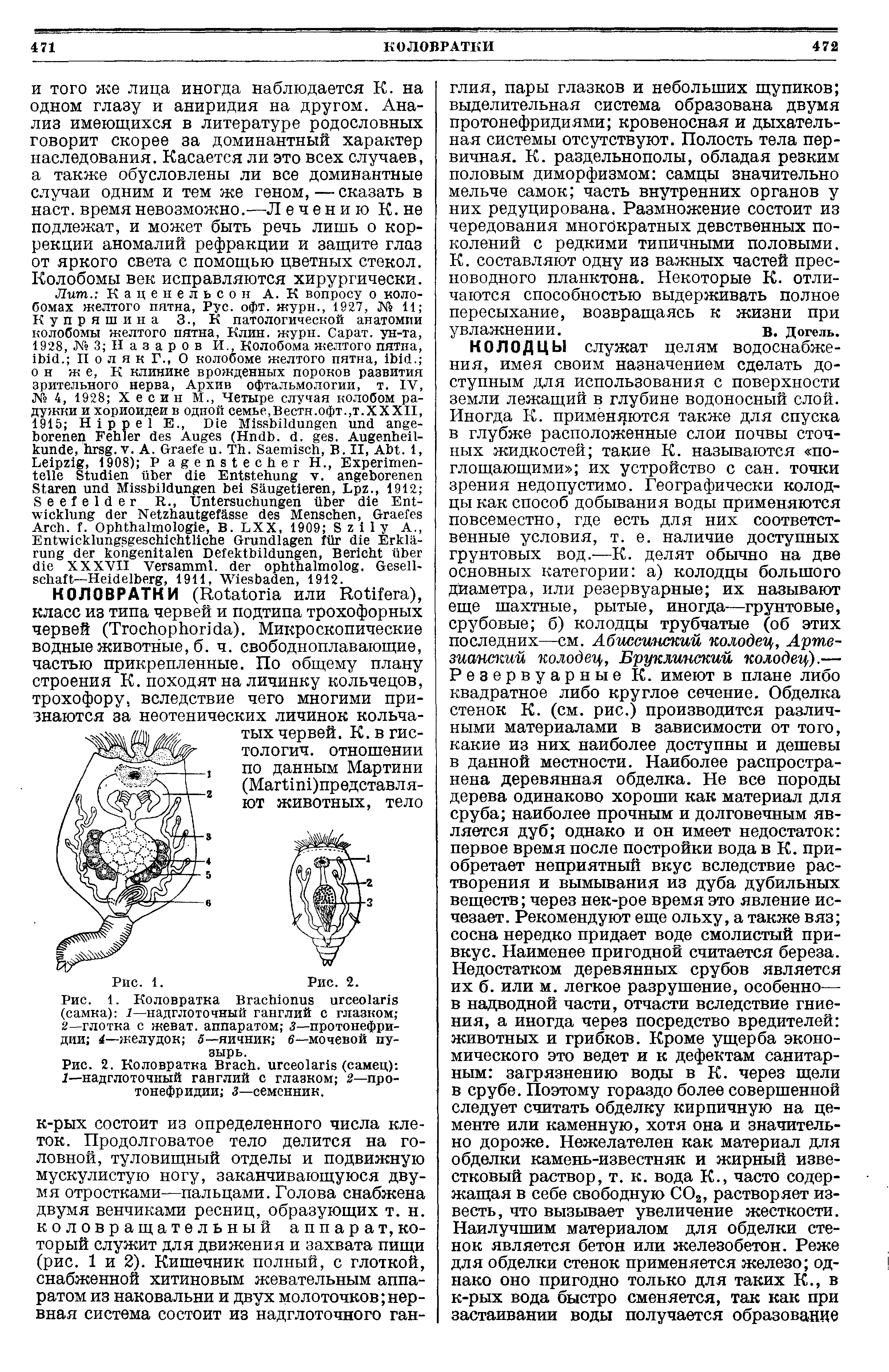 Рис. 2. Коловратка B , (самец) I—надглоточный ганглий с глазком 2—протонефридии з—семенник.