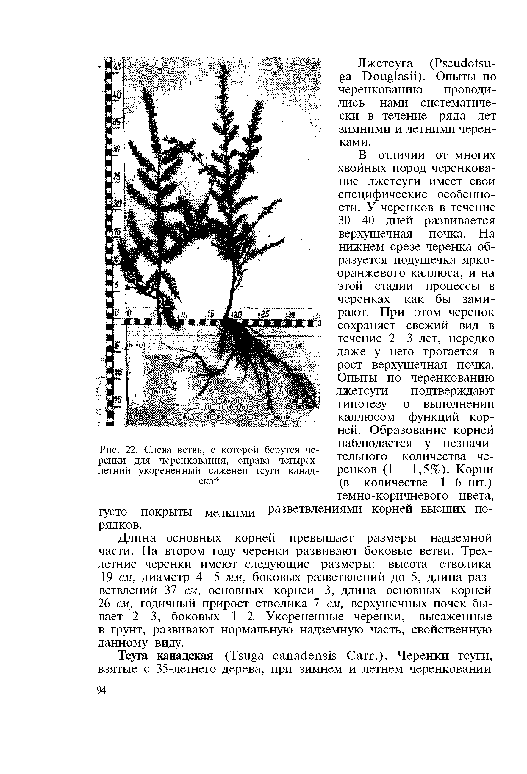 Рис. 22. Слева ветвь, с которой берутся черенки для черенкования, справа четырехлетний укорененный саженец тсуги канадской...