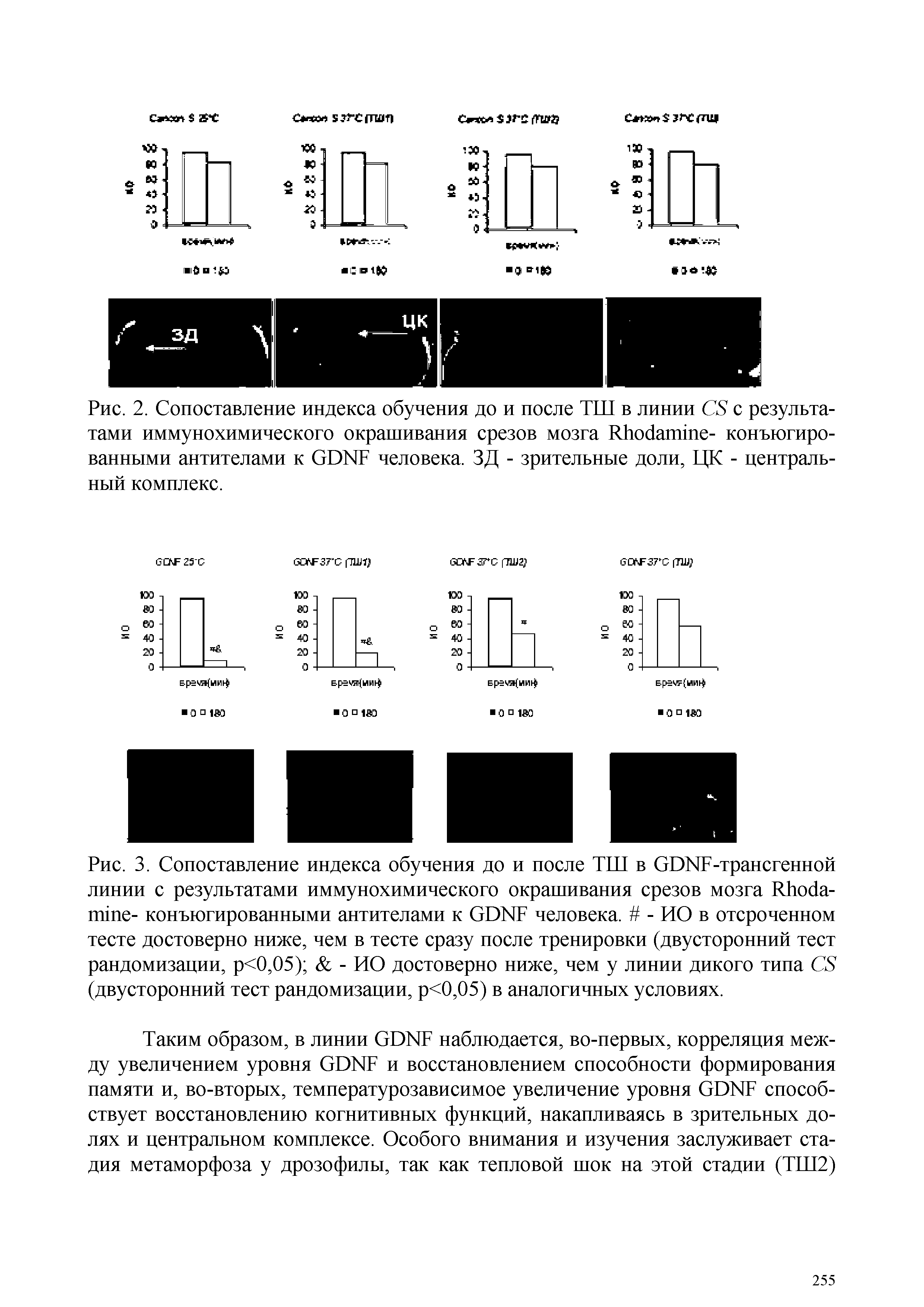 Рис. 2. Сопоставление индекса обучения до и после ТШ в линии CS с результатами иммунохимического окрашивания срезов мозга R - конъюгированными антителами к GDNF человека. ЗД - зрительные доли, ЦК - центральный комплекс.