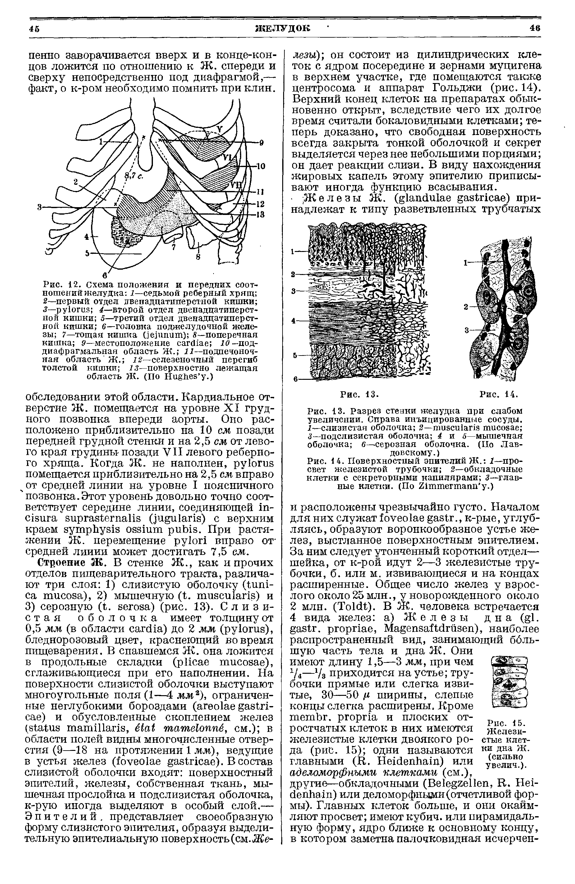 Рис. 12. Схема положения и передних соотношений желудка 1—седьмой реберный хрящ ...