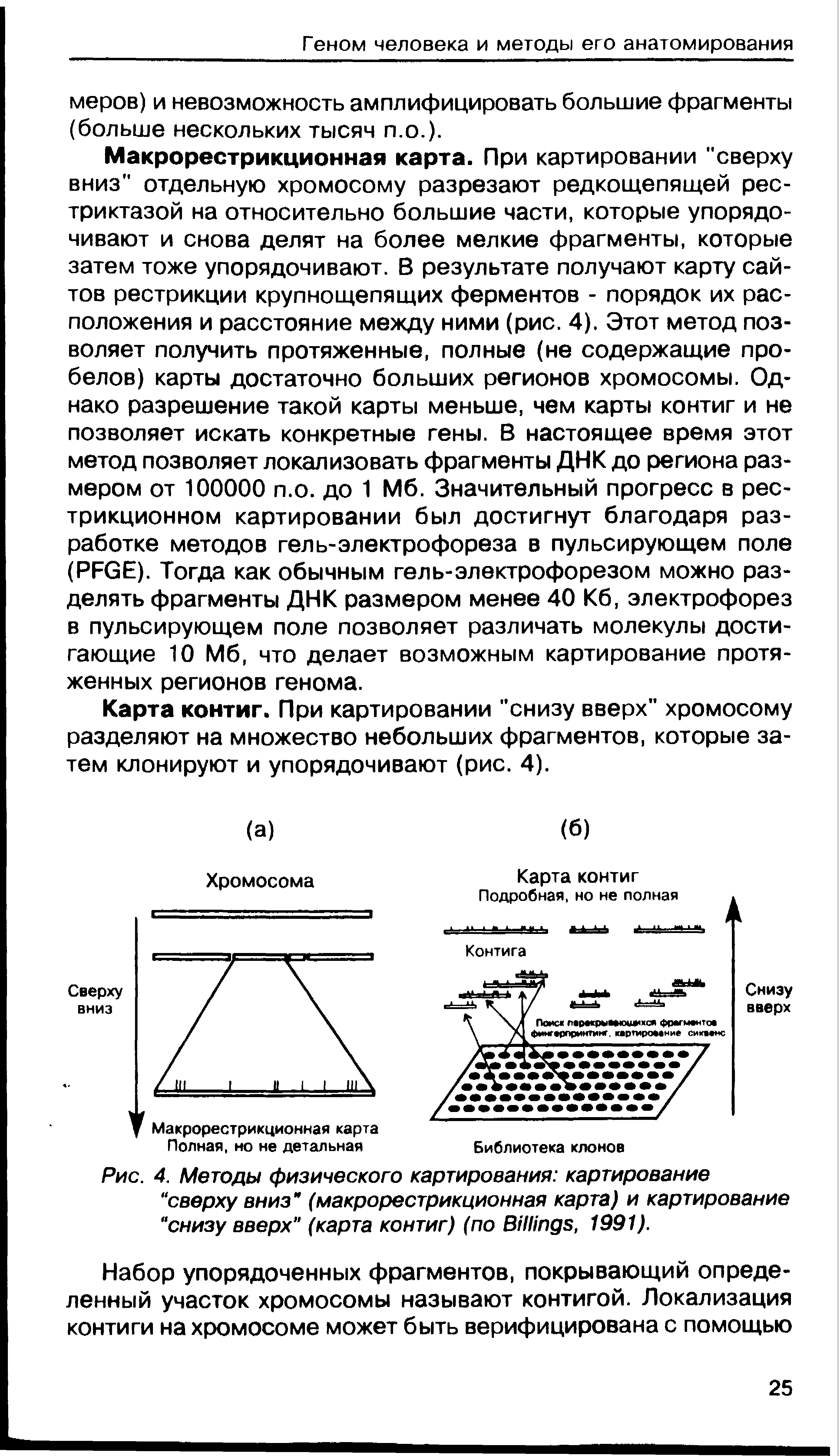 Рис. 4. Методы физического картирования картирование сверху вниз (макрорестрикционная карта) и картирование снизу вверх (карта контиг) (по B , 1991).