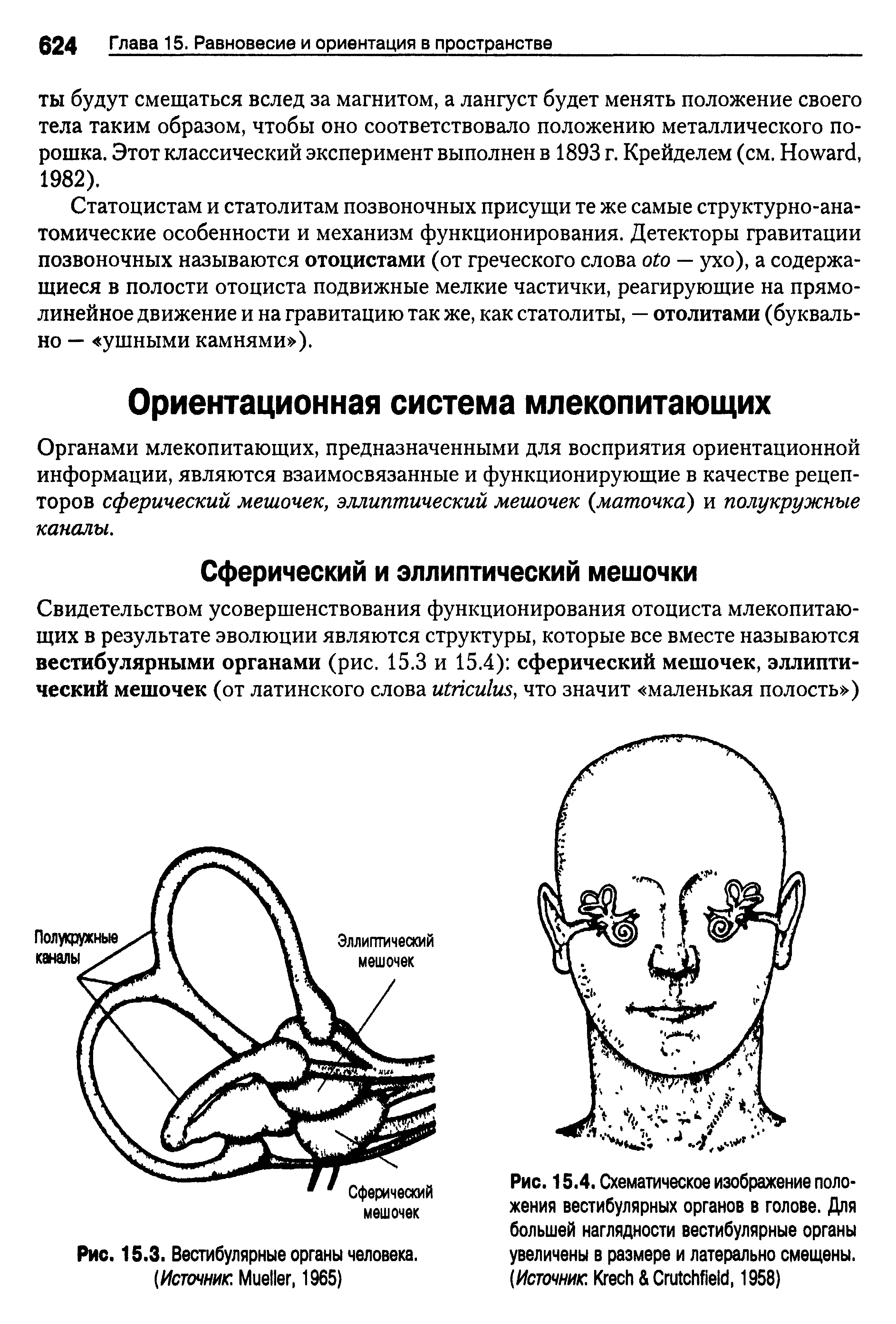 Рис. 15.4. Схематическое изображение положения вестибулярных органов в голове. Для большей наглядности вестибулярные органы увеличены в размере и латерально смещены. (Источник K C , 1958)...