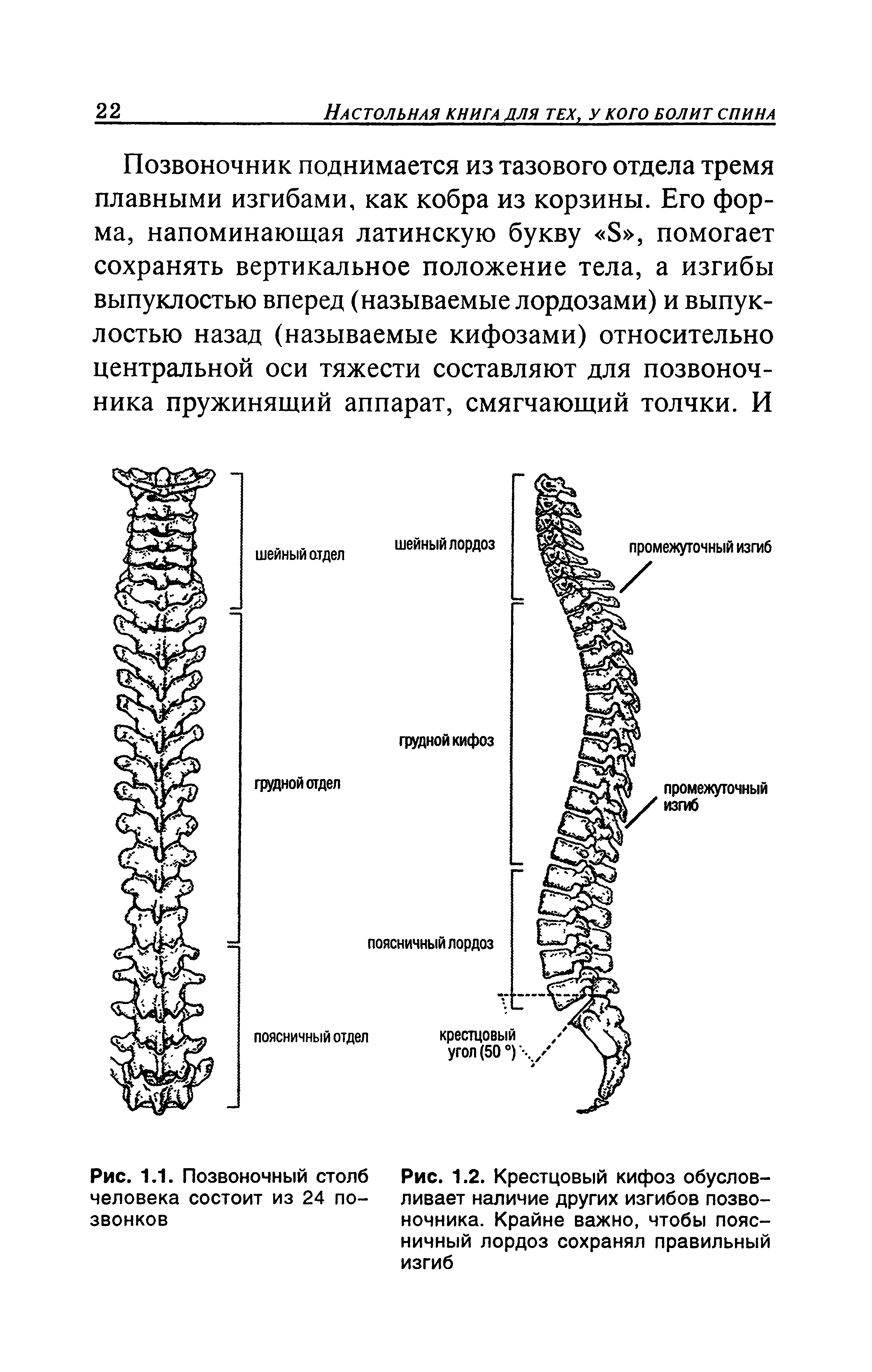 Рис. 1.2. Крестцовый кифоз обусловливает наличие других изгибов позвоночника. Крайне важно, чтобы поясничный лордоз сохранял правильный изгиб...