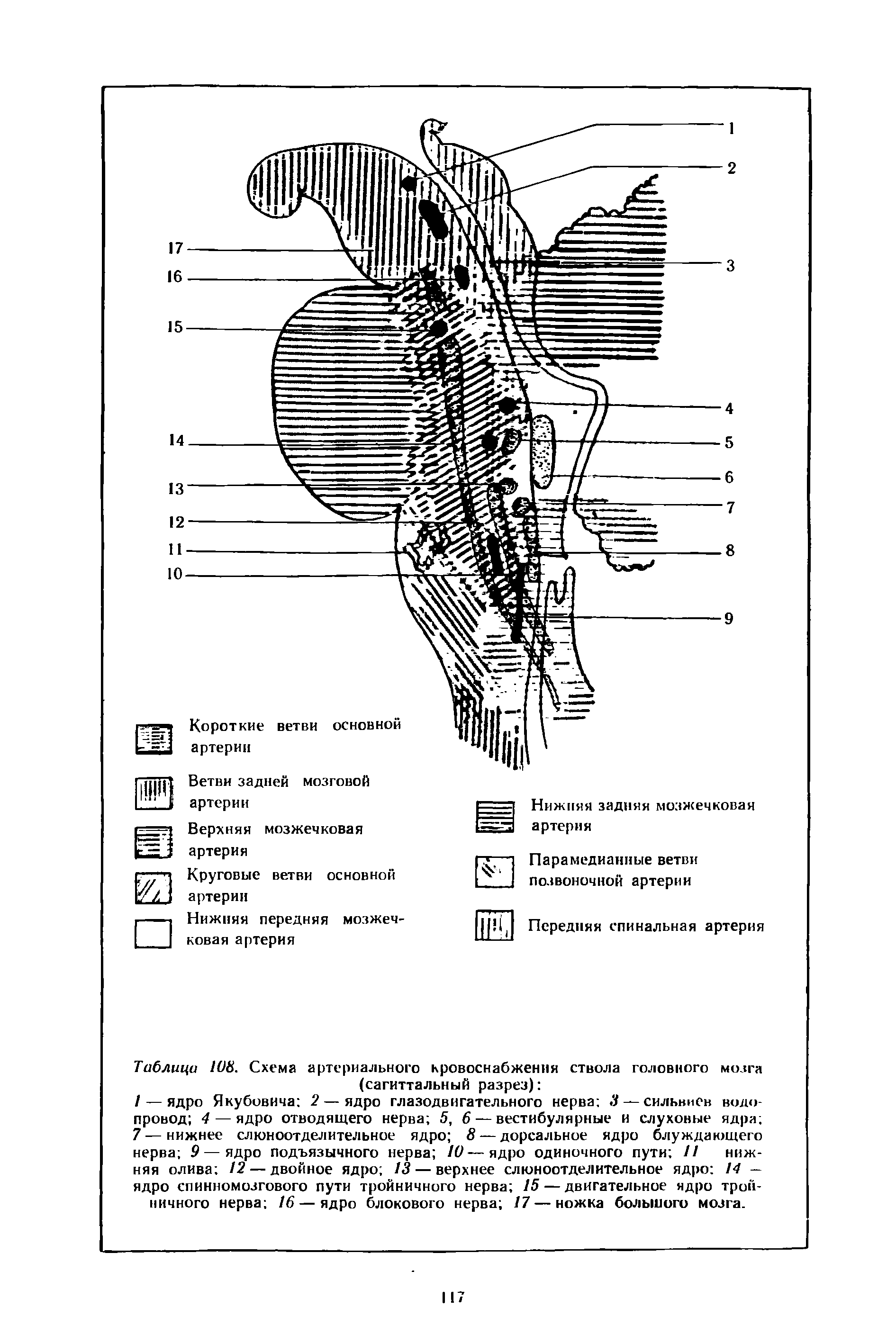Таблица 10S. Схема артериального кровоснабжения ствола головного мозга (сагиттальный разрез) ...