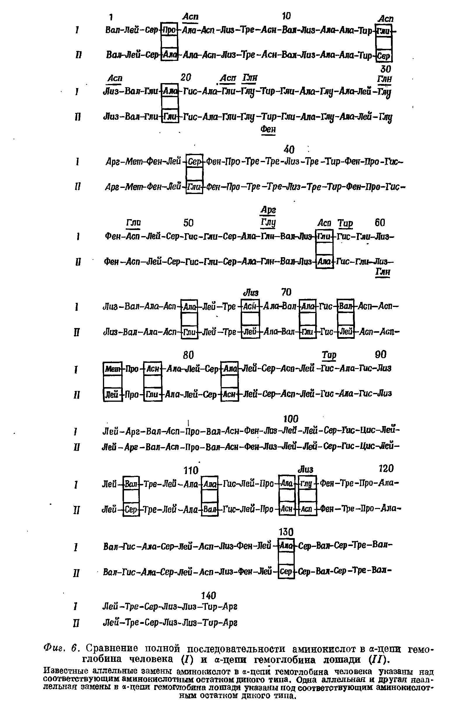 Фиг. 6. Сравнение полной последовательности аминокислот в а-цепи гемоглобина человека (I) и а-цепи гемоглобина лошади (II).