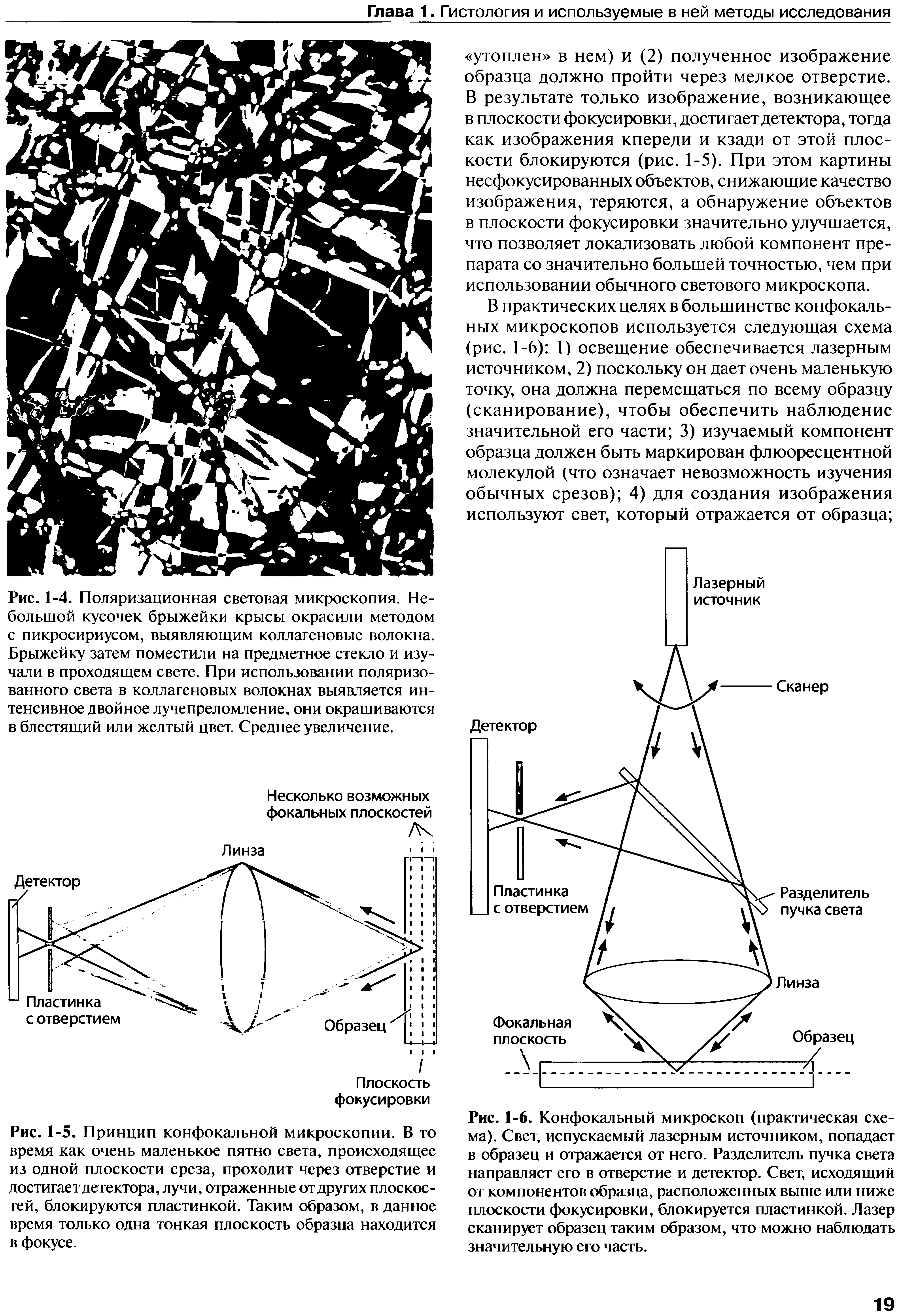 Рис. 1-6. Конфокальный микроскоп (практическая схема). Свет, испускаемый лазерным источником, попадает в образец и отражается от него. Разделитель пучка света направляет его в отверстие и детектор. Свет, исходящий от компонентов образца, расположенных выше или ниже плоскости фокусировки, блокируется пластинкой. Лазер сканирует образец таким образом, что можно наблюдать значительную его часть.