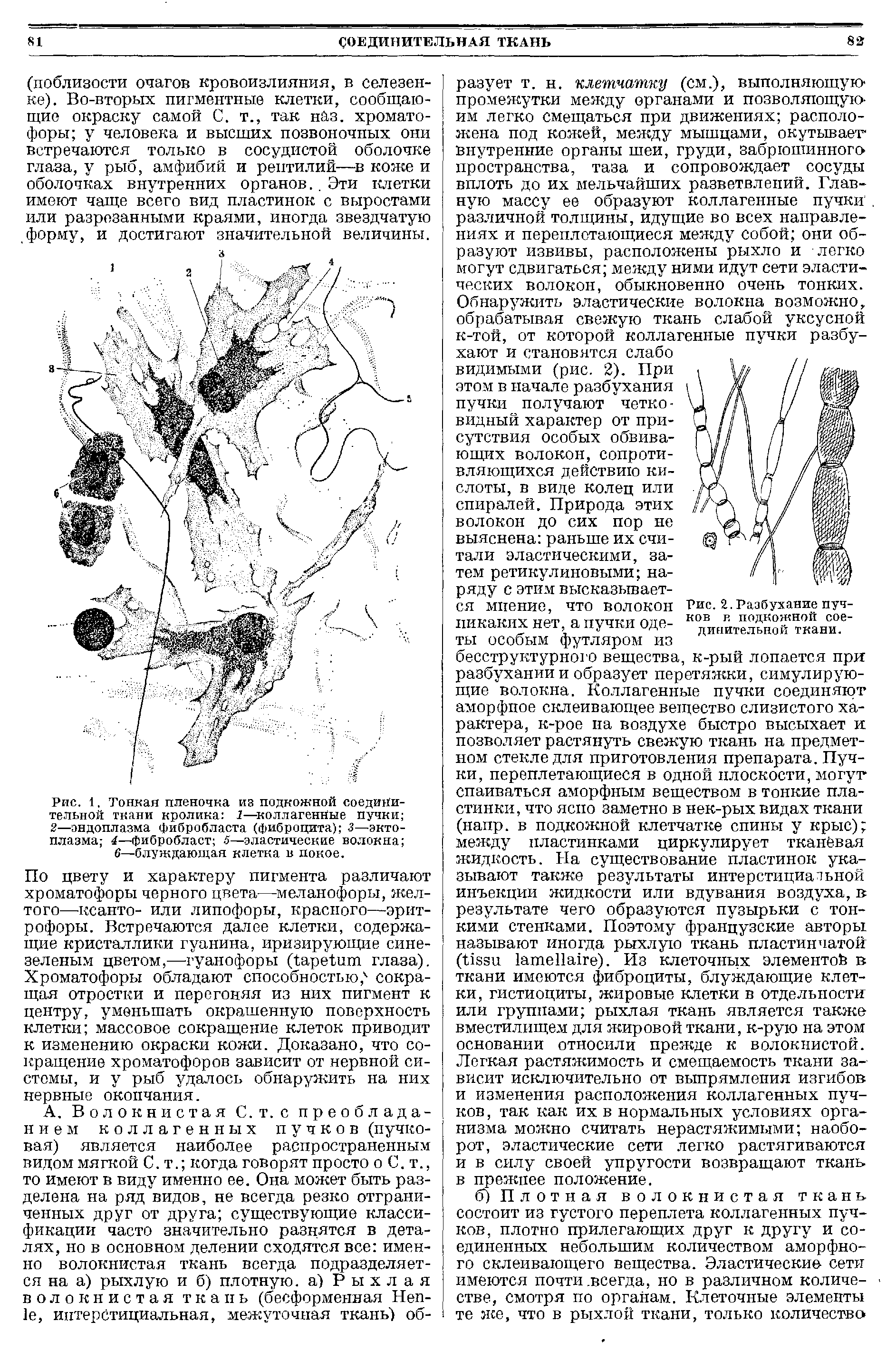 Рис. 1. Тонкая пленочка из подкожной соединительной ткани кролика 1—коллагенные пучки 2—эндоплазма фибробласта (фиброцита) 3—эктоплазма 4—фибробласт 5—эластические волокна ...