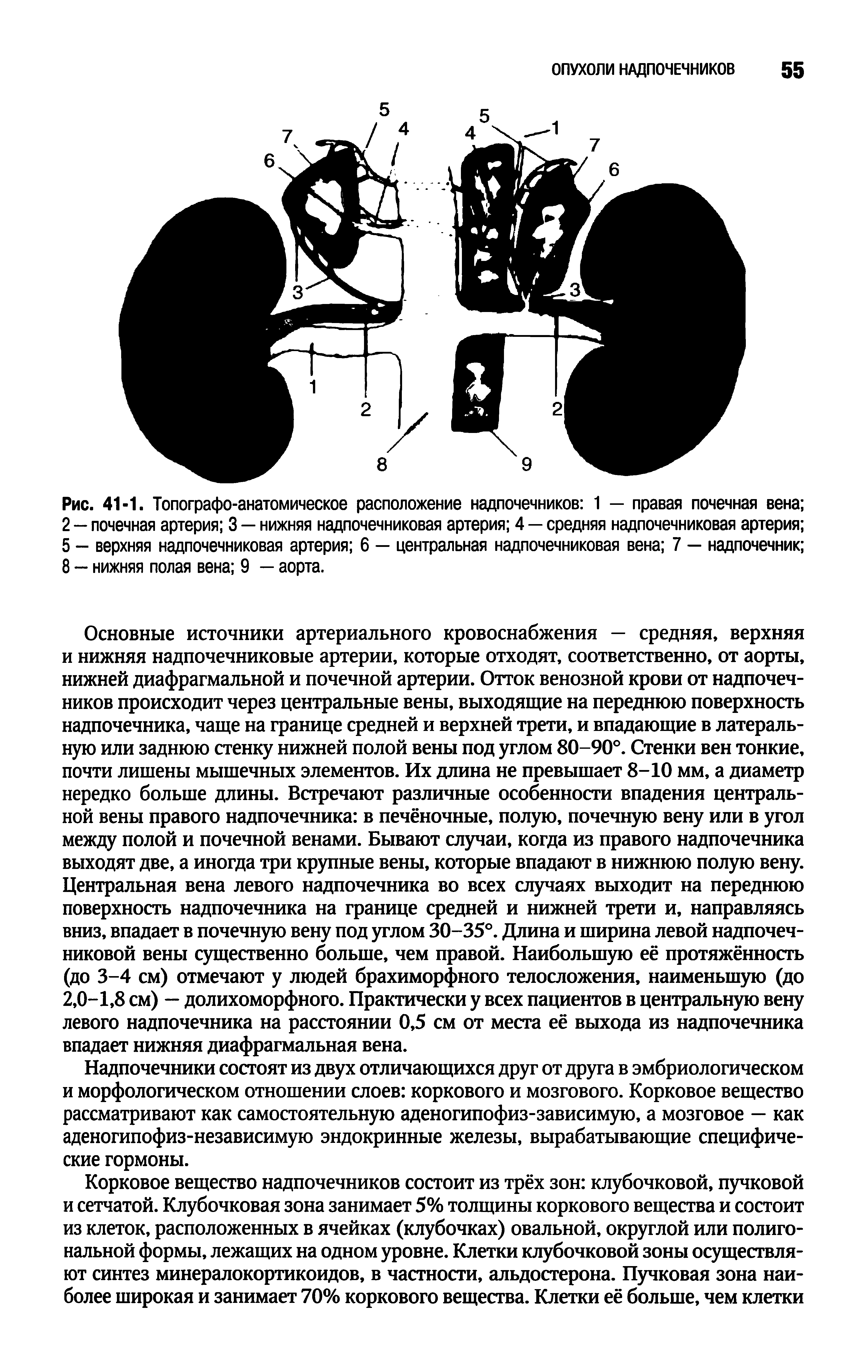 Рис. 41-1. Топографо-анатомическое расположение надпочечников 1 — правая почечная вена 2 — почечная артерия 3 — нижняя надпочечниковая артерия 4 — средняя надпочечниковая артерия 5 - верхняя надпочечниковая артерия 6 — центральная надпочечниковая вена 7 — надпочечник 8 — нижняя полая вена 9 — аорта.