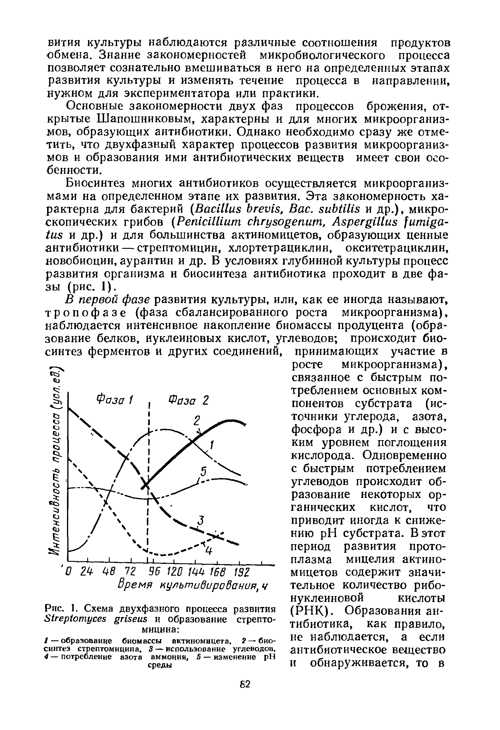 Рис. 1. Схема двухфазного процесса развития 81гер1отусе г1 еи и образование стрептомицина ...