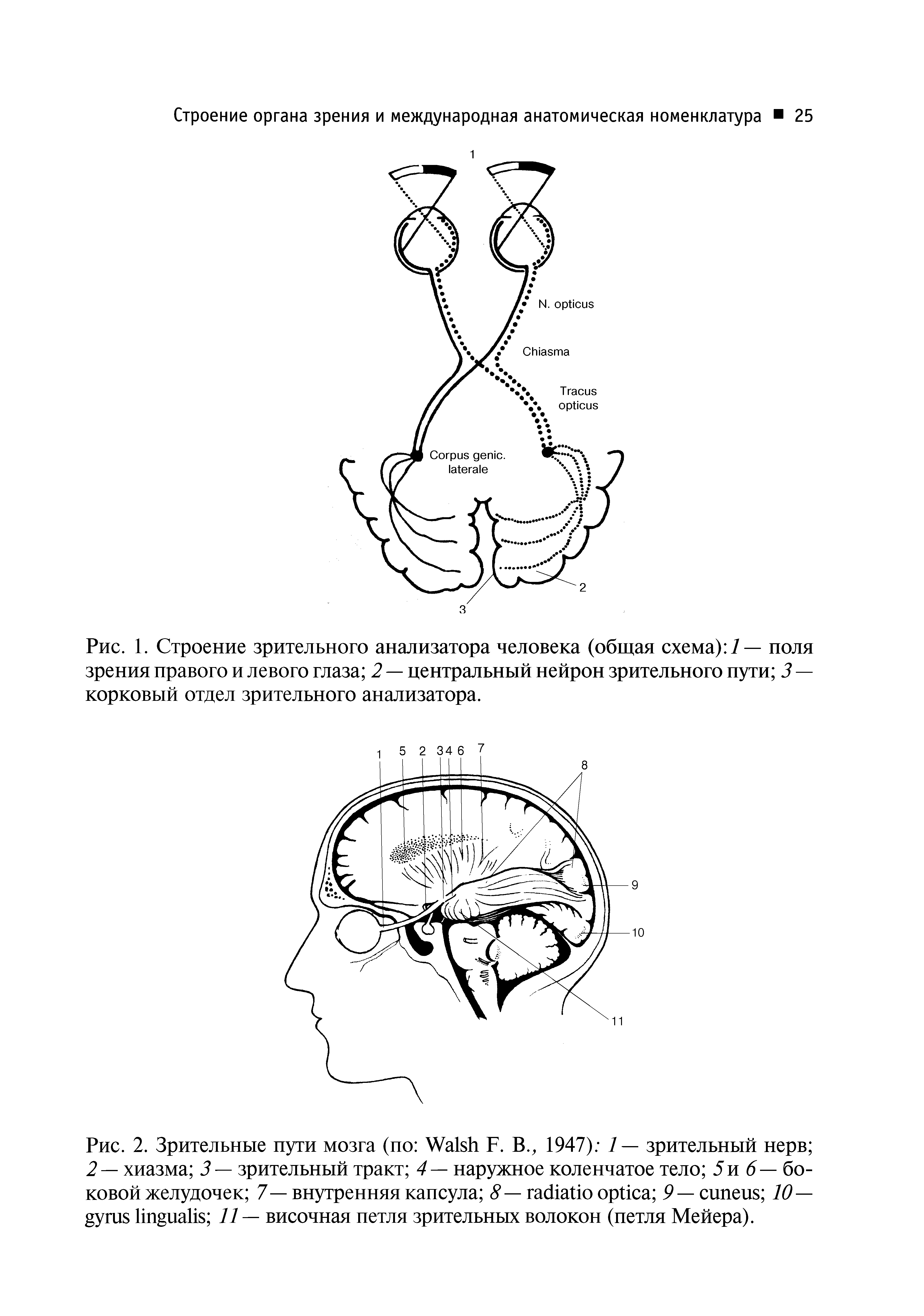 Рис. 2. Зрительные пути мозга (по W F. В., 1947) 7 — зрительный нерв 2 — хиазма 3 — зрительный тракт 4 — наружное коленчатое тело 5 и 6— боковой желудочек 7—внутренняя капсула <У— 9— 10— 77 — височная петля зрительных волокон (петля Мейера).