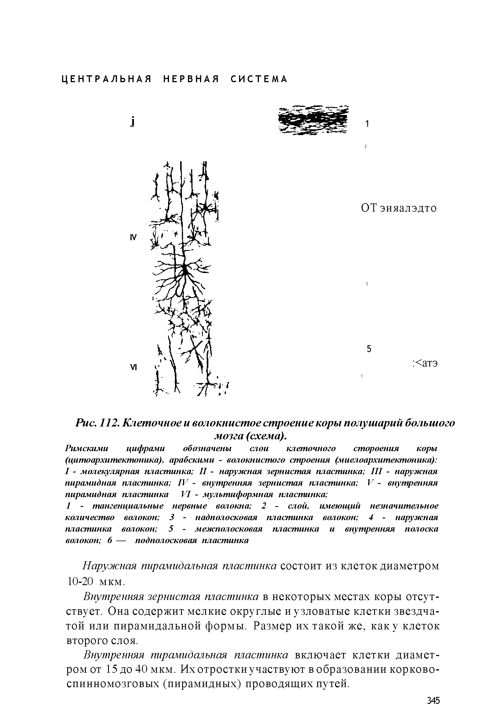 Рис. 112. Клеточное и волокнистое строение коры полушарий большого мозга (схема).