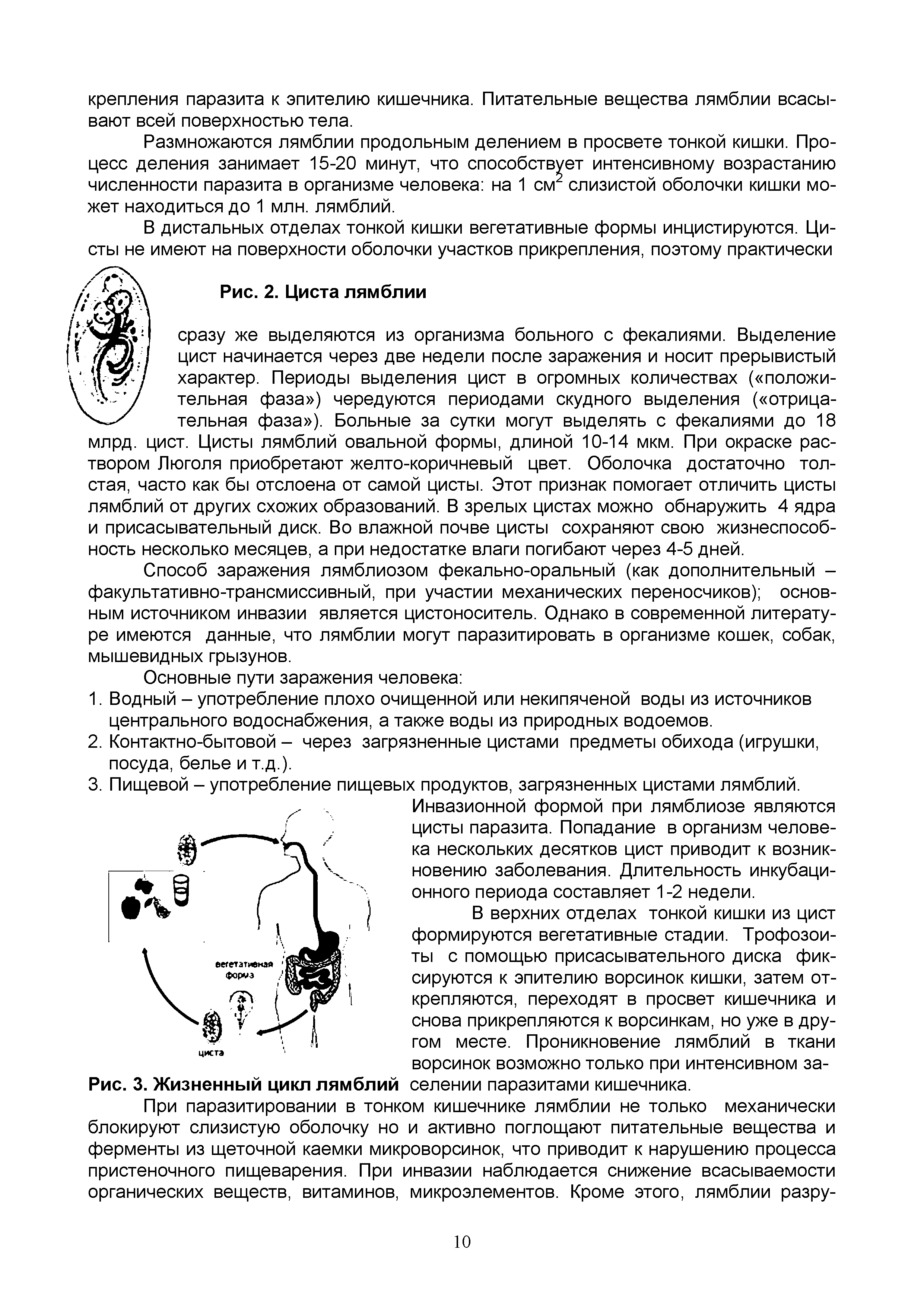 Рис. 3. Жизненный цикл лямблий селении паразитами кишечника.