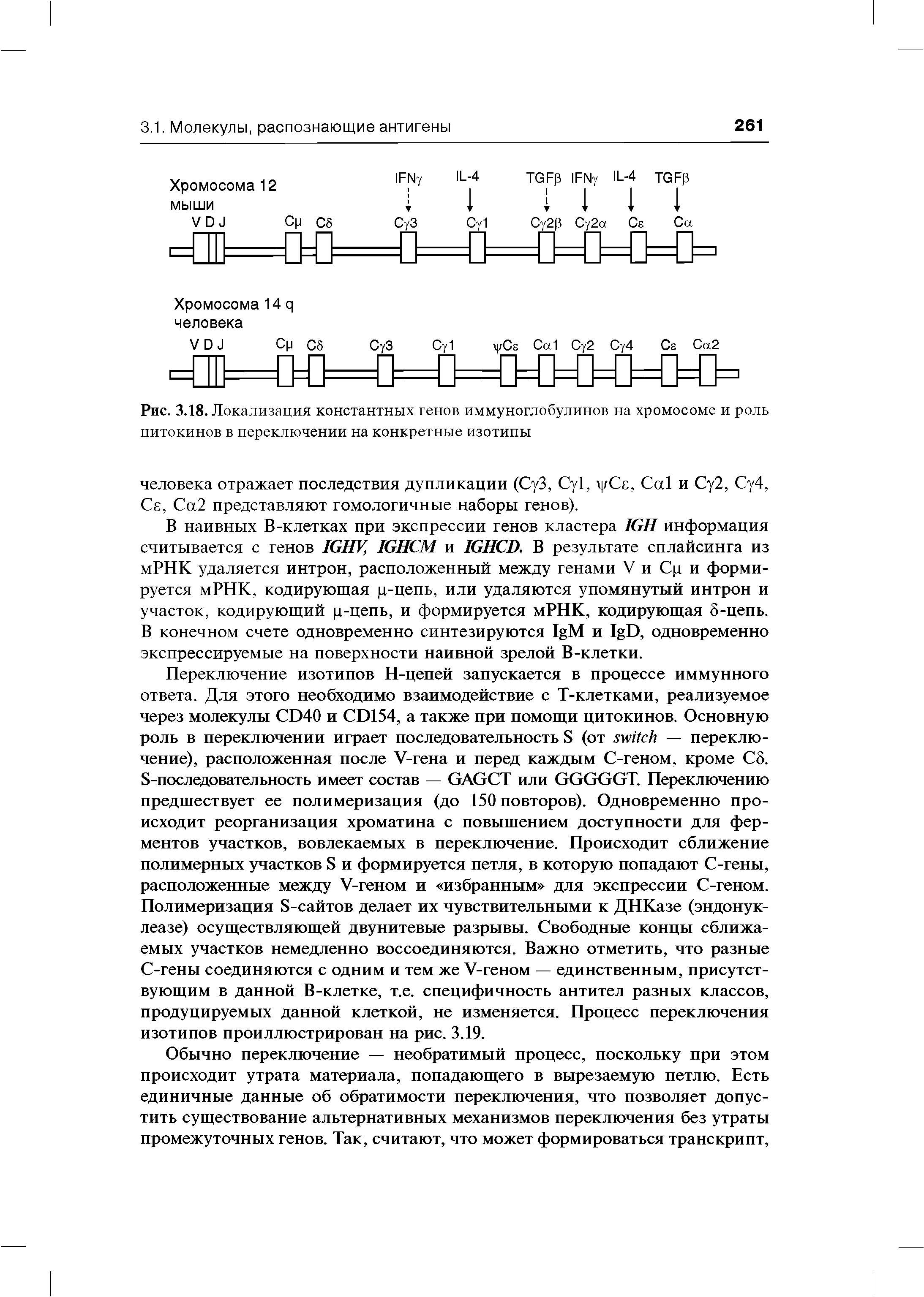 Рис. 3.18. Локализация константных генов иммуноглобулинов на хромосоме и роль цитокинов в переключении на конкретные изотипы...