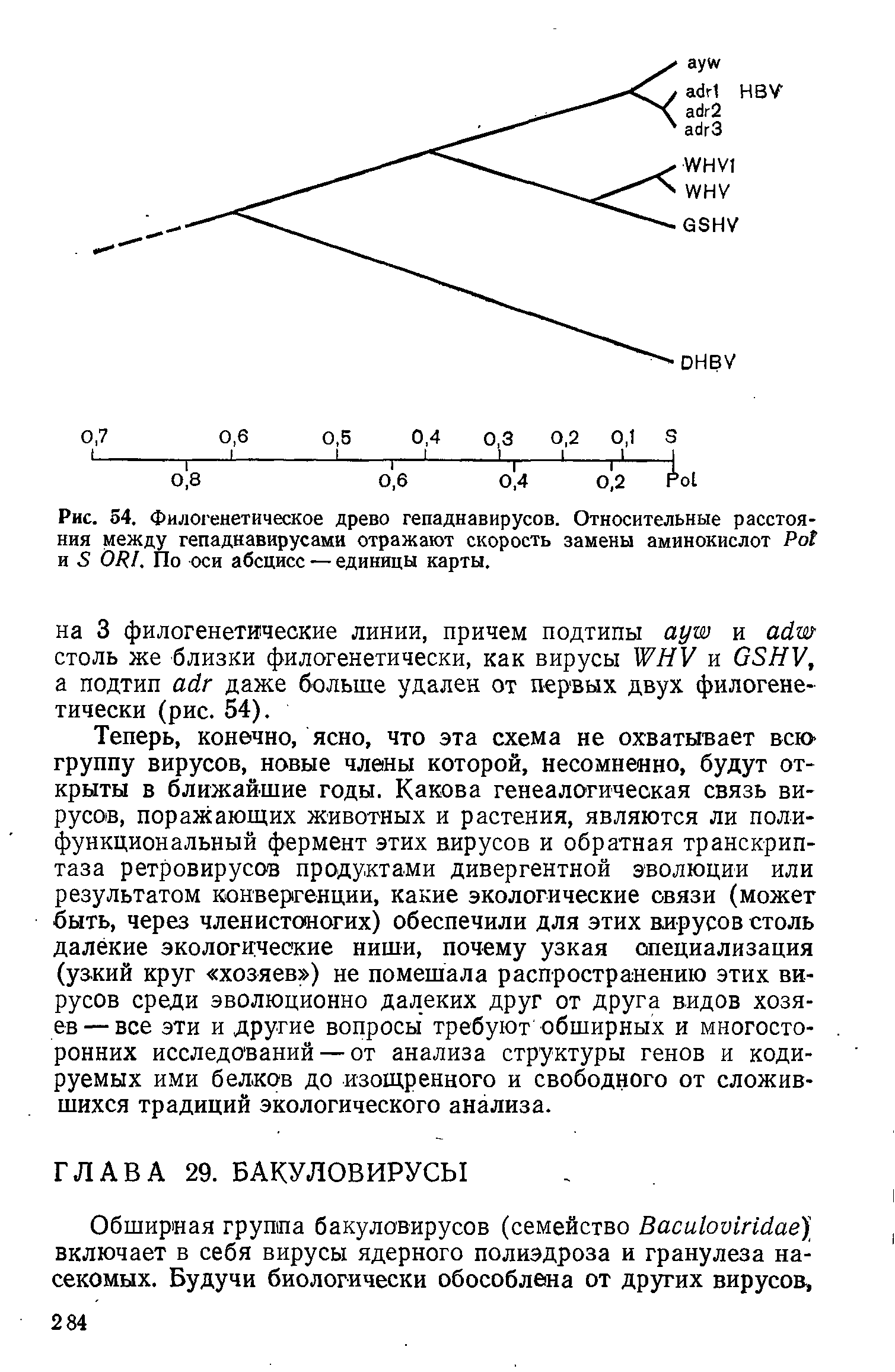 Рис. 54. Филогенетическое древо гепаднавирусов. Относительные расстояния между гепаднавирусами отражают скорость замены аминокислот P и S ORI. По оси абсцисс — единицы карты.