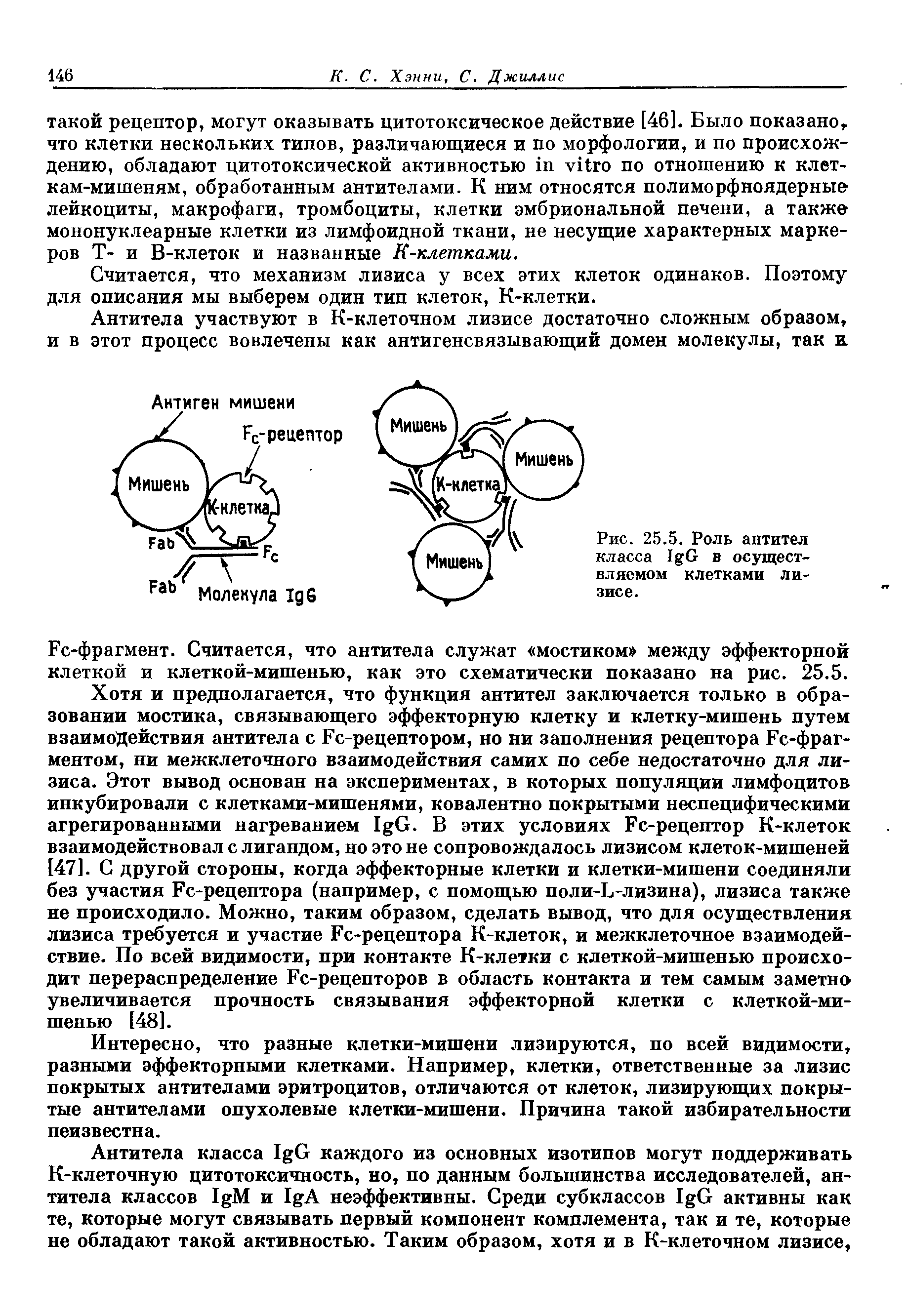 Рис. 25.5. Роль антител класса I G в осуществляемом клетками лизисе.