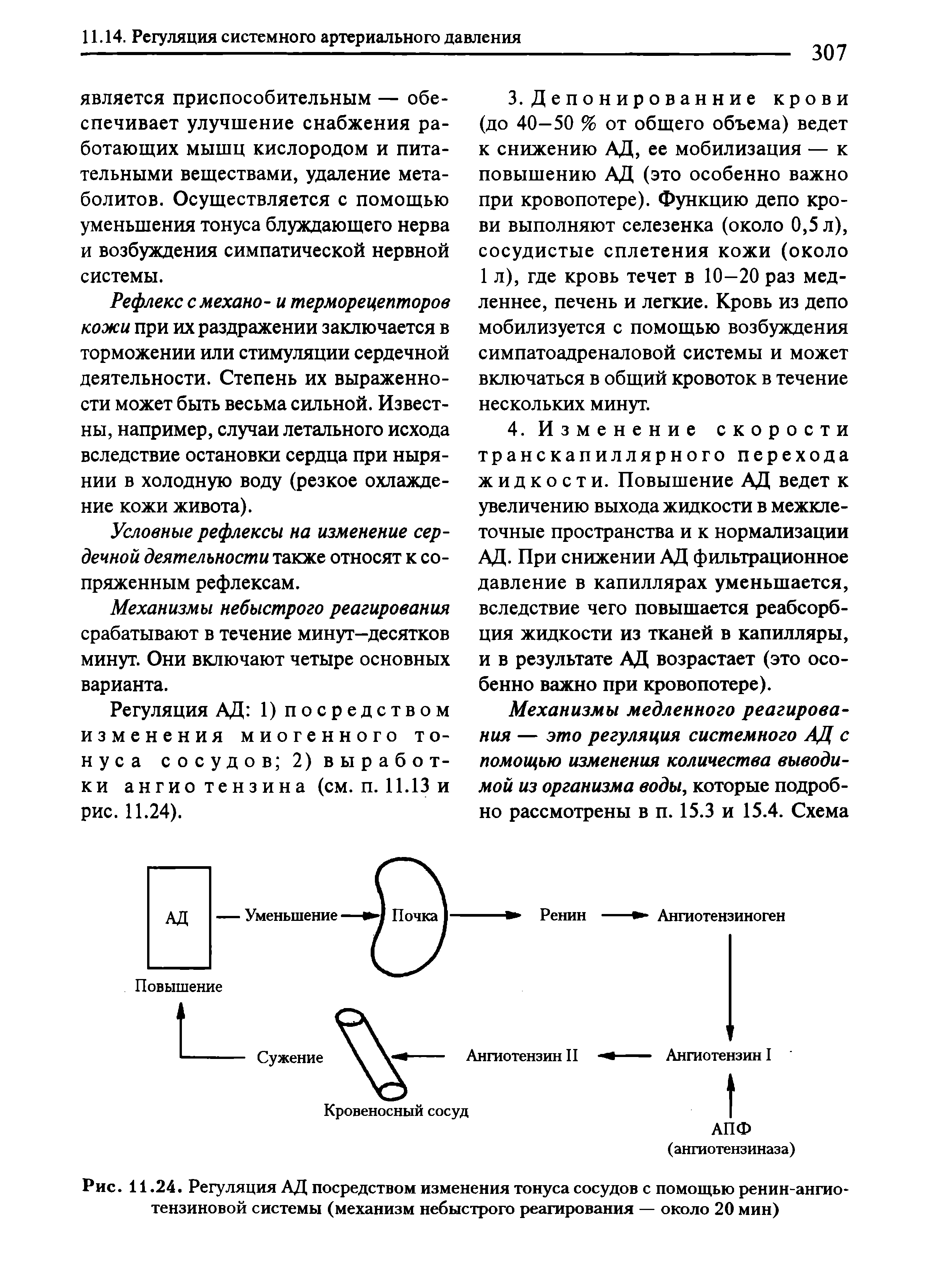 Рис. 11.24. Регуляция АД посредством изменения тонуса сосудов с помощью ренин-ангио-тензиновой системы (механизм небыстрого реагирования — около 20 мин)...