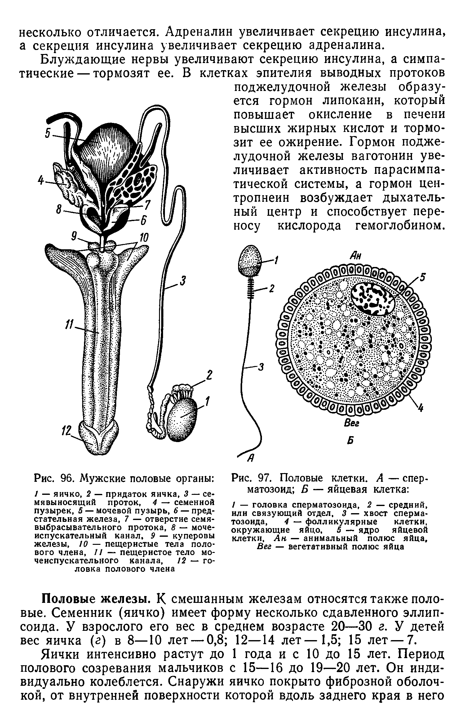 Рис. 96. Мужские половые органы / — яичко, 2 — придаток яичка, 3 — семявыносящий проток, 4 — семенной пузырек, 5 — мочевой пузырь, 6 — предстательная железа, 7 — отверстие семя-выбрасывательного протока, 8 — мочеиспускательный канал, 9 — куперовы железы, 10 — пещеристые тела полового члена, // — пещеристое тело мочеиспускательного канала, 12 — головка полового члена...