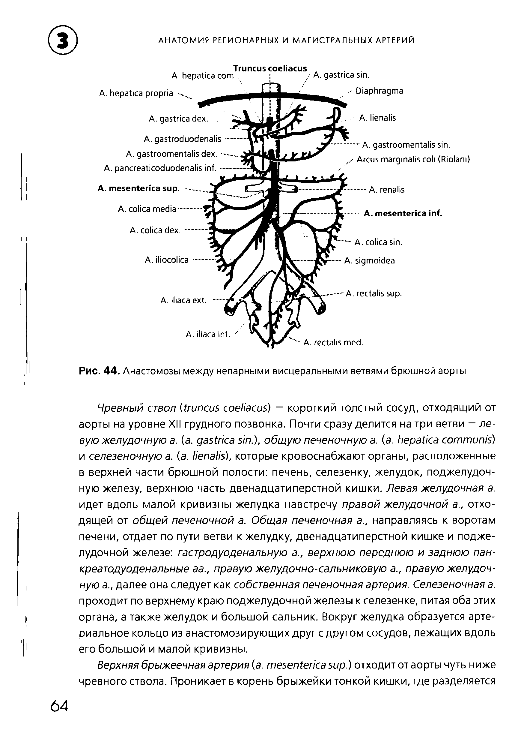 Рис. 44. Анастомозы между непарными висцеральными ветвями брюшной аорты...