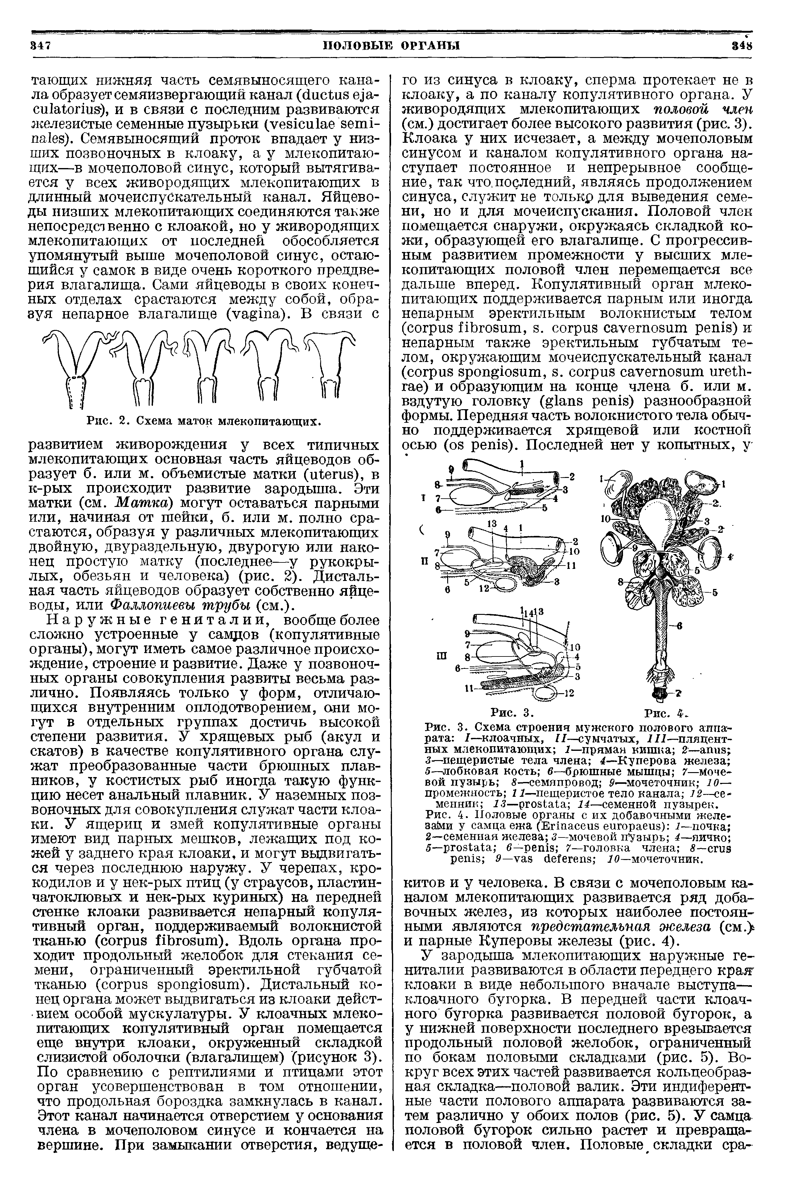 Рис. 3. Схема строения мужского полового аппарата I—клоачных, II—сумчатых, III—пляцент-ных млекопитающих 1—прямая кишка 2— 3—пещеристые тела члена 4—Куперова железа 5—лобковая кость 6—-брюшные мышцы 7—мочевой пузырь 8—семяпровод Р—мочеточник 10— промежность 11—пещеристое тело канала 12—семенник 13— 14—семенной пузырек.