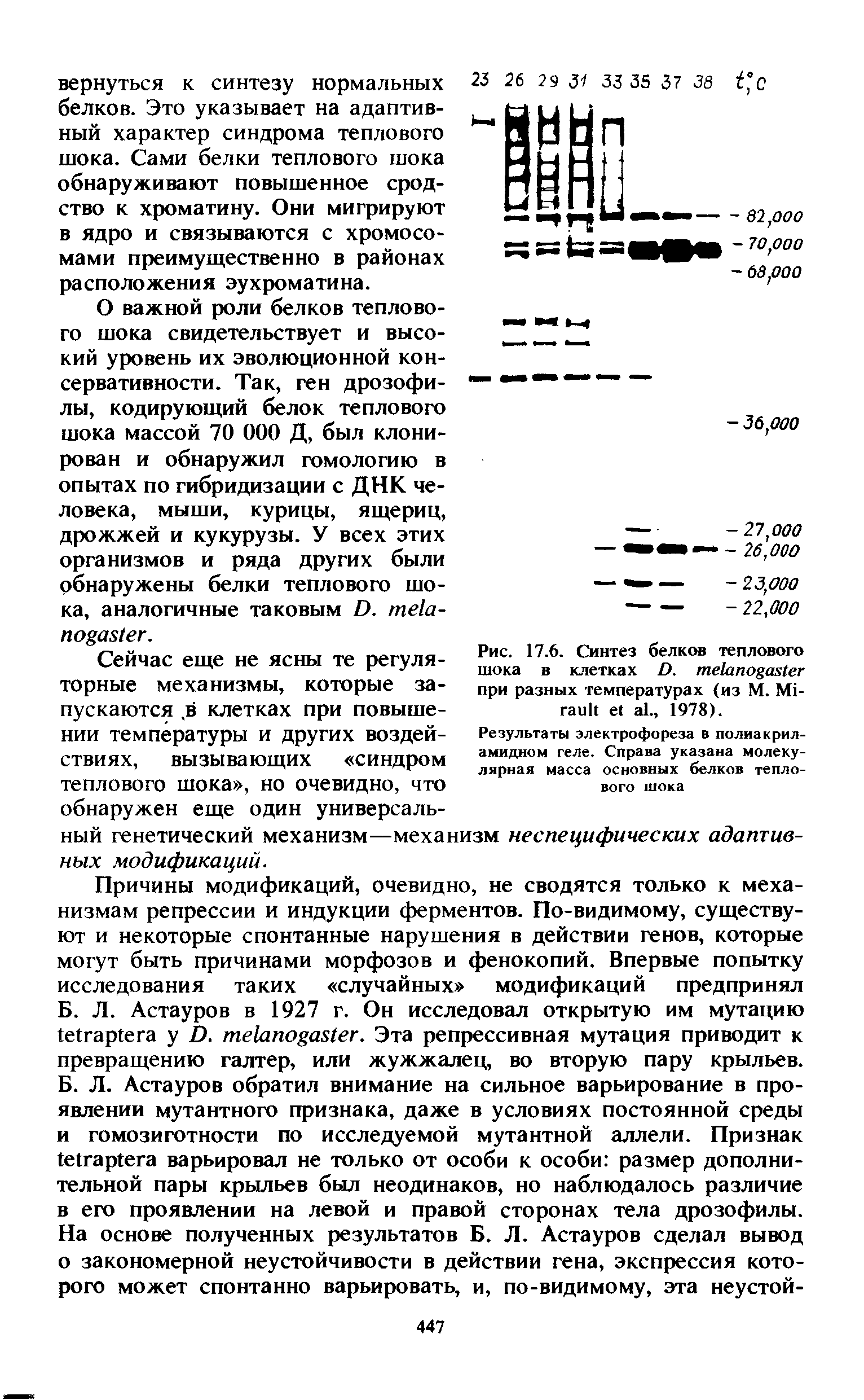 Рис. 17.6. Синтез белков теплового шока в клетках ). тектоца ег при разных температурах (из М. Мь гаик е1 а1., 1978).