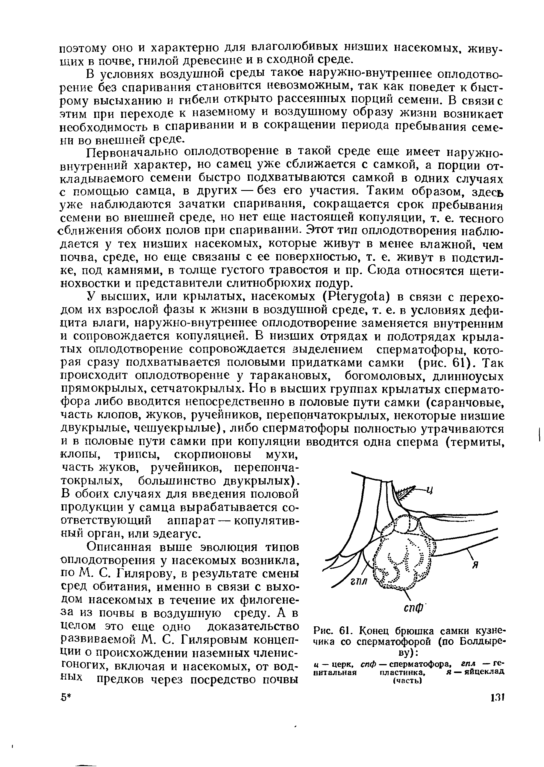 Рис. 61. Конец брюшка самки кузнечика со сперматофорой (по Болдыреву) ...