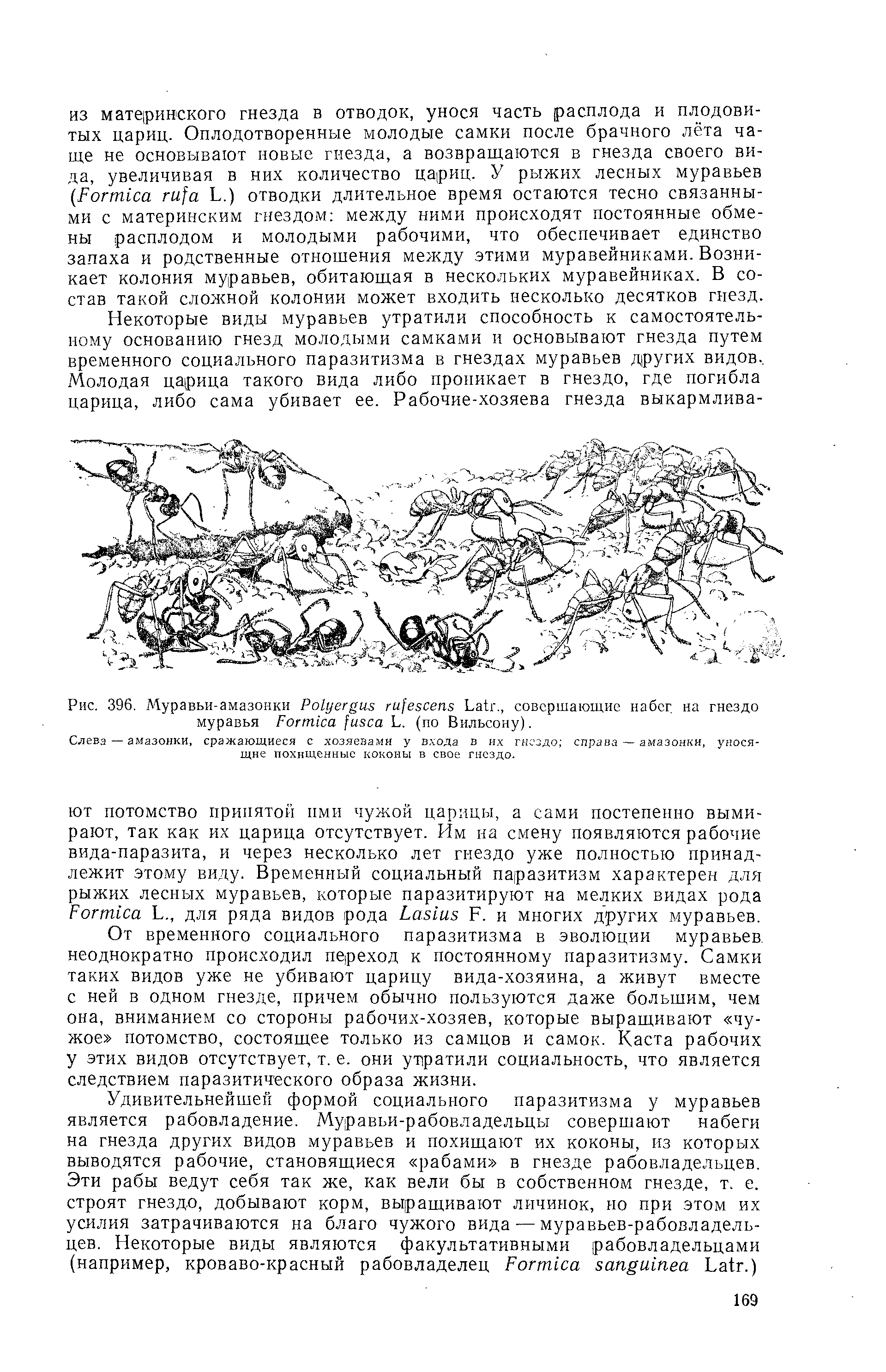 Рис. 396. Муравьи-амазонки P L , совершающие набег, на гнездо муравья F L. (по Вильсону).