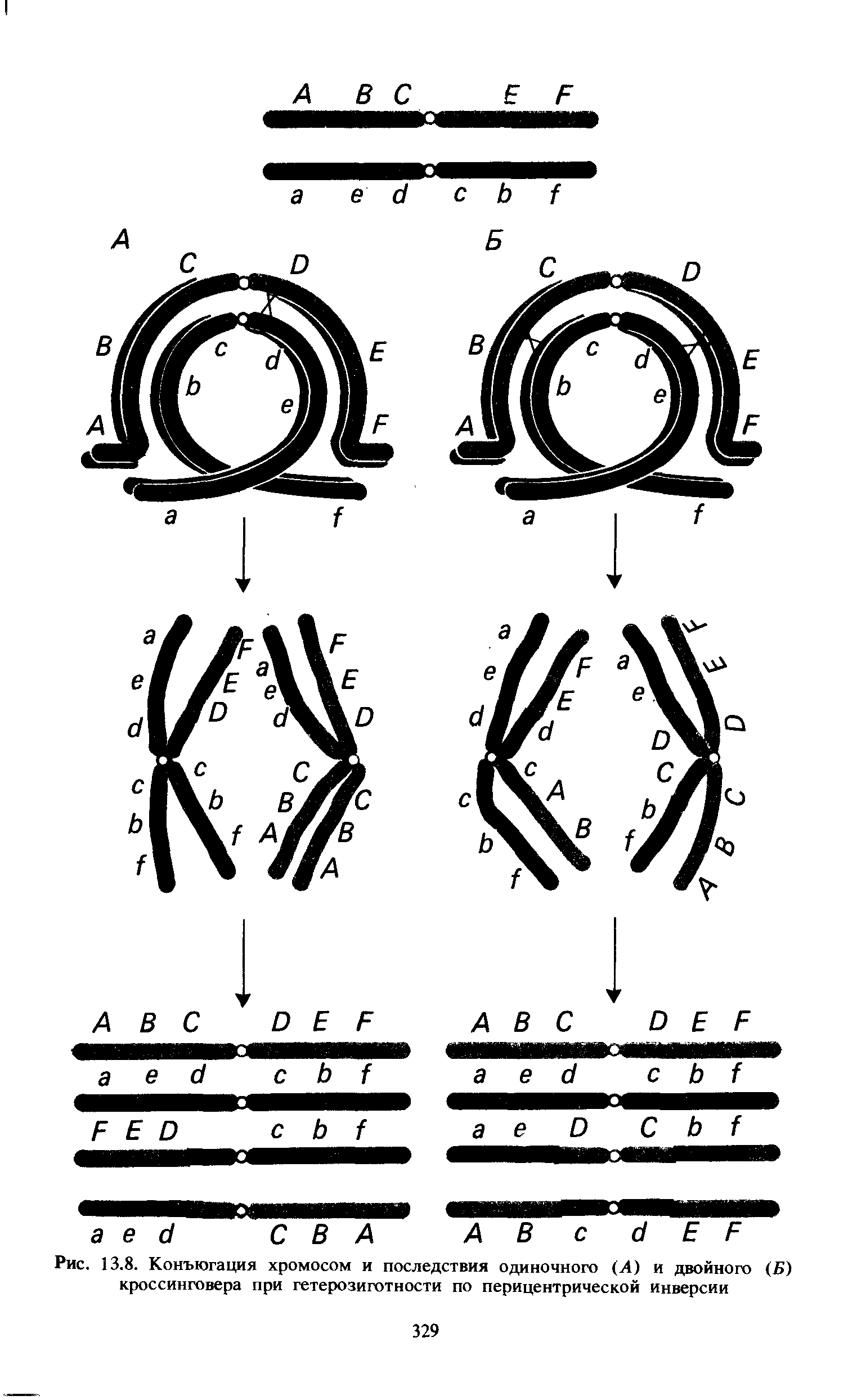 Рис. 13.8. Конъюгация хромосом и последствия одиночного (А) и двойного (Б) кроссинговера при гетерозиготности по перицентрической инверсии...