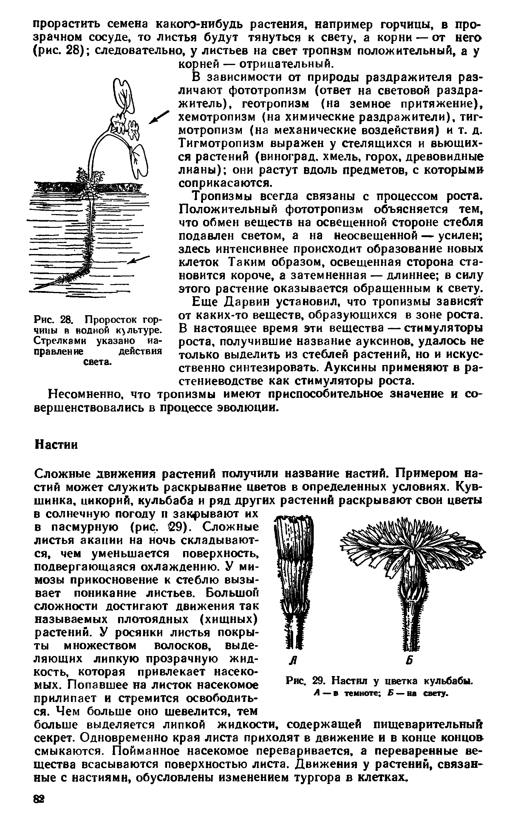 Рис. 28. Проросток горчицы и иодной культуре. Стрелками указано направление действия...