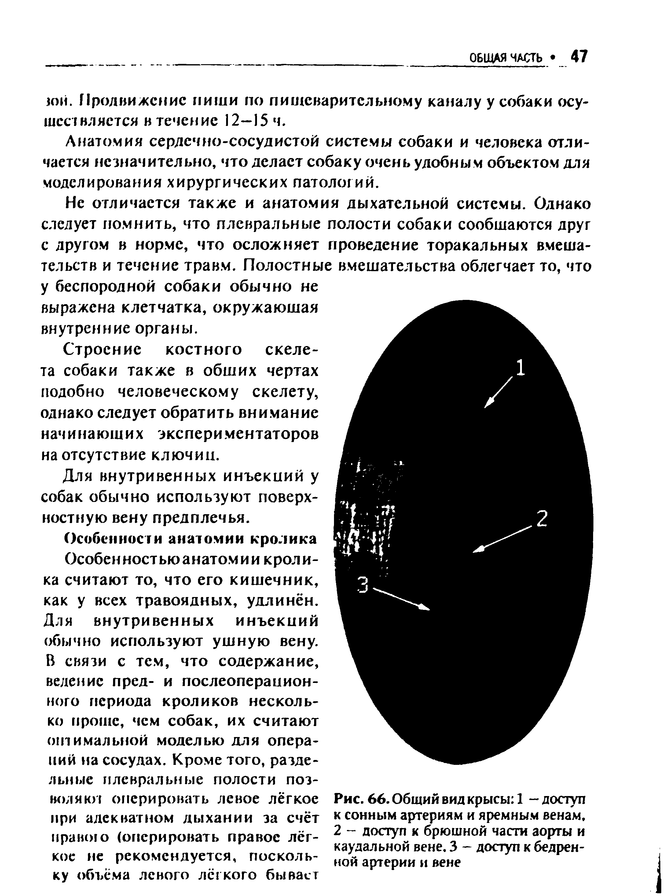 Рис. 66. Общий вид крысы 1 - доступ к сонным артериям и яремным венам, 2 - доступ к брюшной части аорты и каудальной вене. 3 - доступ к бедренной артерии и вене...