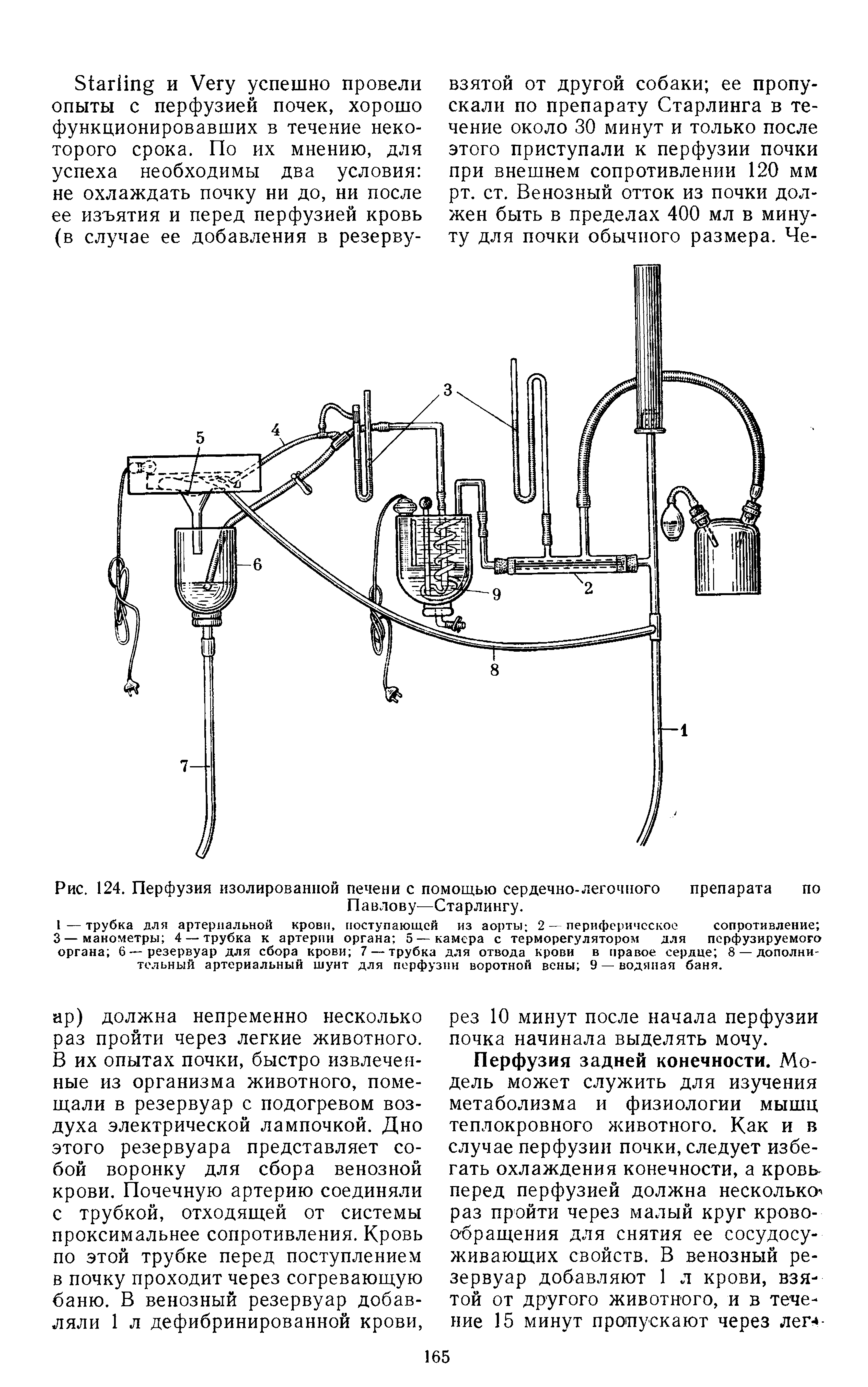 Рис. 124. Перфузия изолированной печени с помощью сердечно-легочного препарата по Павлову—Старлингу.