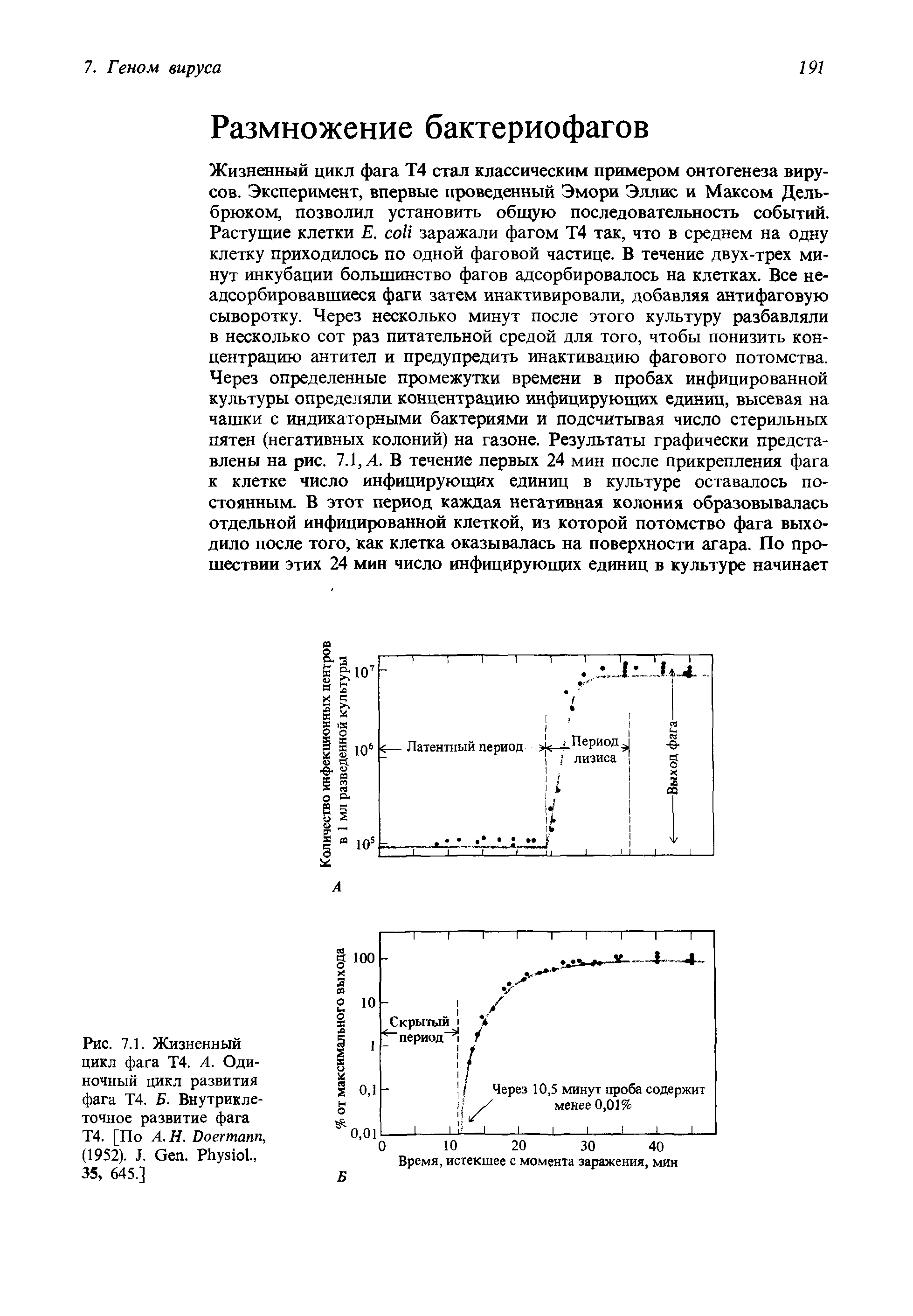 Рис. 7.1. Жизненный цикл фага Т4. А. Одиночный цикл развития фага Т4. Б. Внутриклеточное развитие фага Т4. [По А.Н. D , (1952). J. G . P ., 35, 645.)...