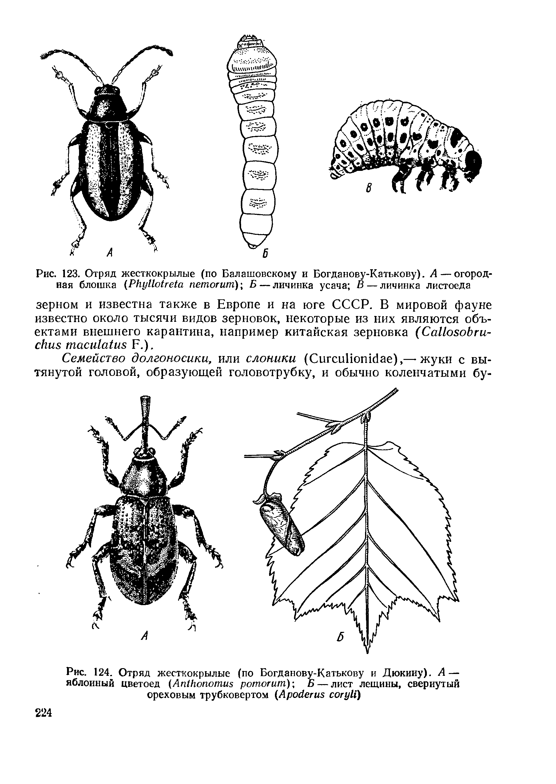 Рис. 124. Отряд жесткокрылые (по Богданову-Катькову и Дюкииу). А— яблоиный цветоед (A ротогит)-, Б — лист лещины, свернутый ореховым трубковертом (A )...