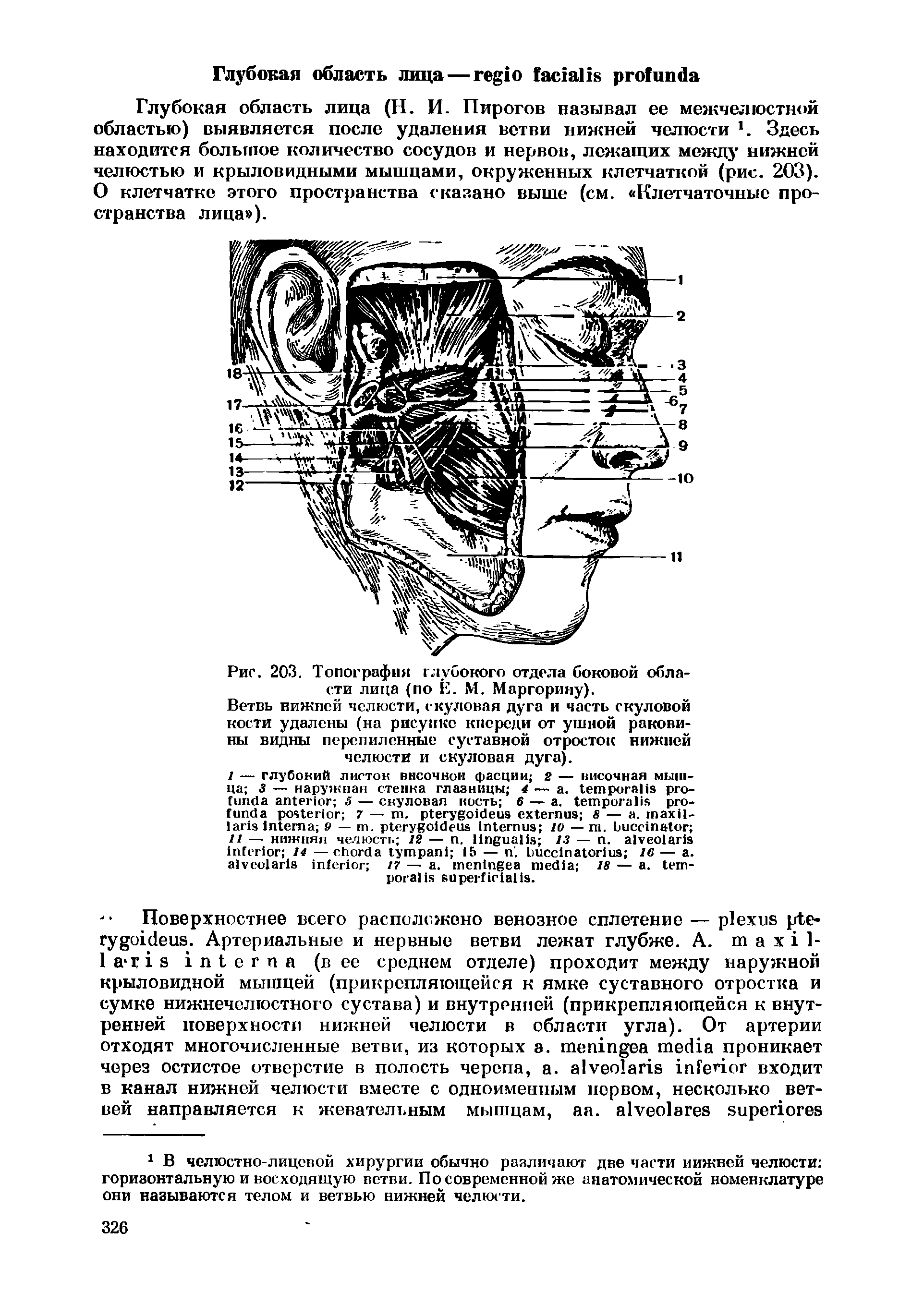 Рис. 203. Топография глубокого отдела боковой области лица (по Ё. М. Маргорину).