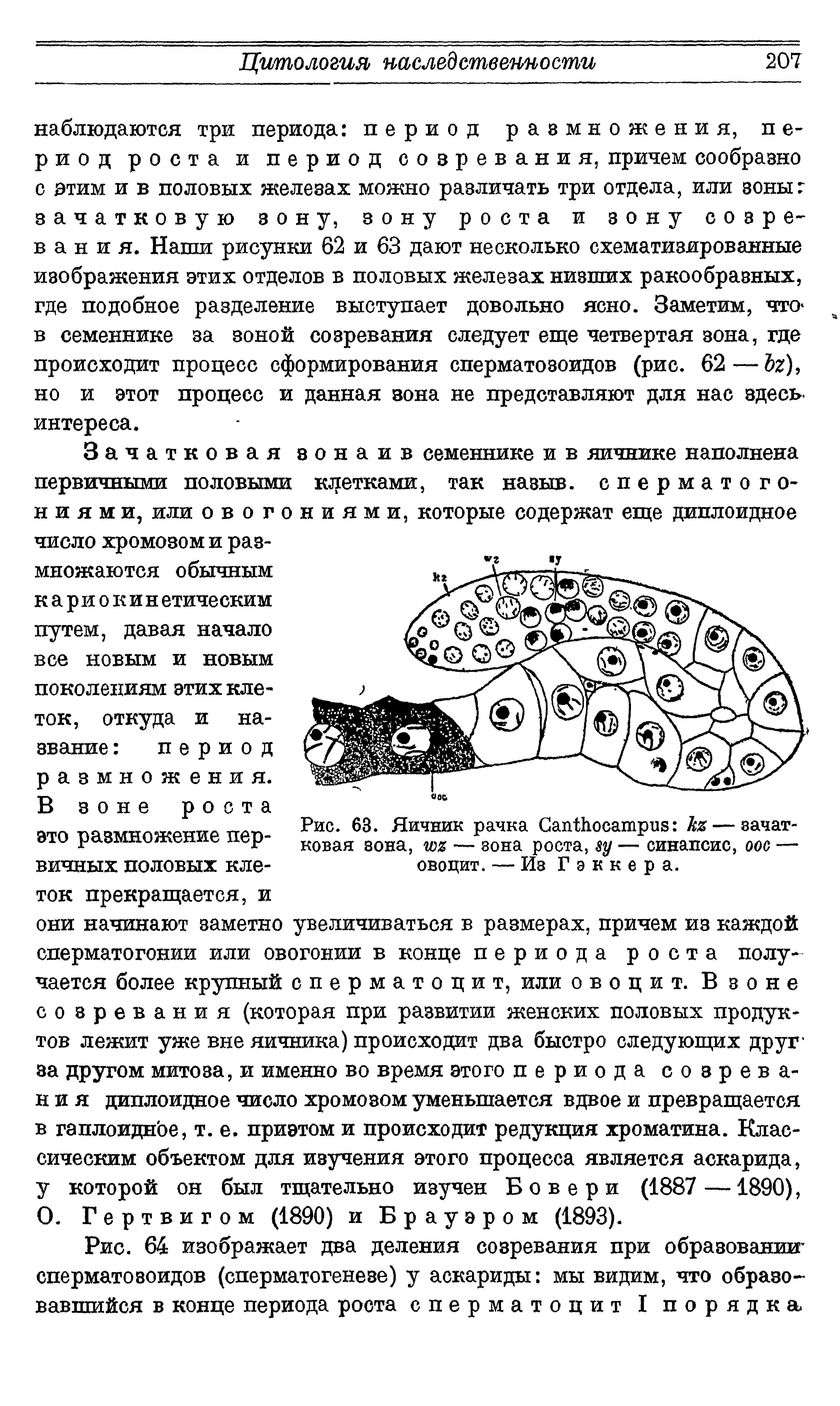 Рис. 63. Яичник рачка СахгШосатриБ кя— зачатковая вона, т — зона роста, у — синапсис, оос — овоцит. — Из Гэккера.