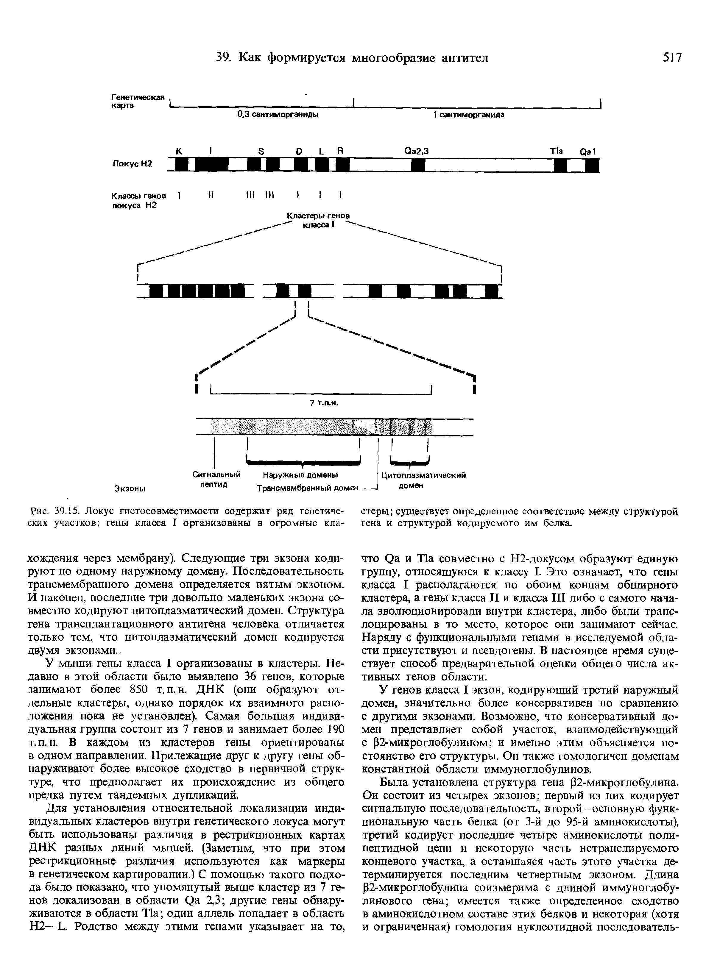 Рис. 39.15. Локус гистосовместимости содержит ряд генетических участков гены класса I организованы в огромные кла...