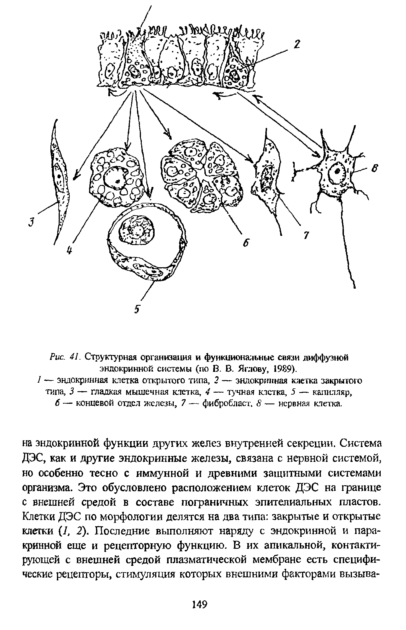 Рис. 41. Структурная организация и функциональные связи диффузной эндокринной системы (по В. В. Яглову, 1989).