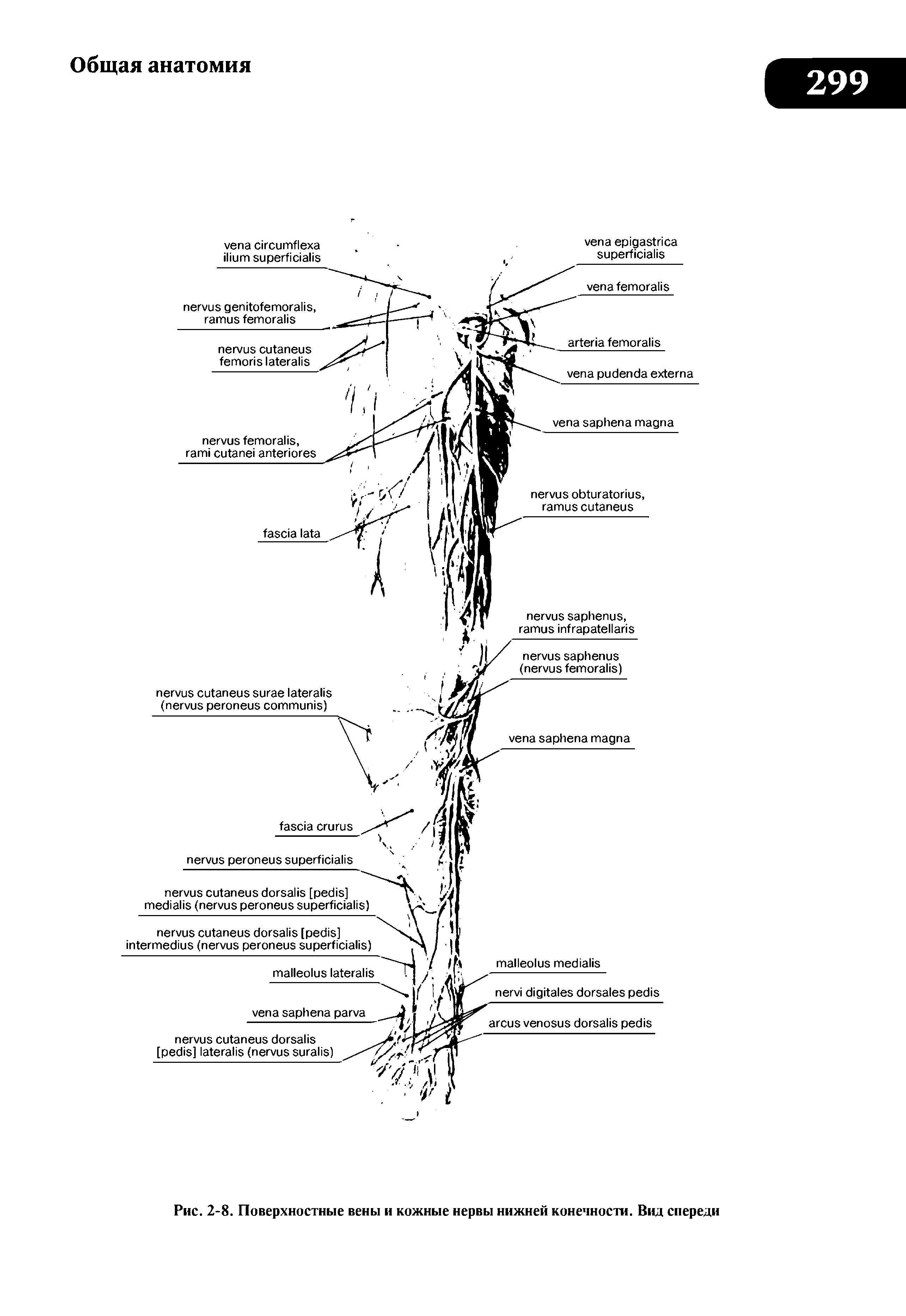 Рис. 2-8. Поверхностные вены и кожные нервы нижней конечности. Вид спереди...