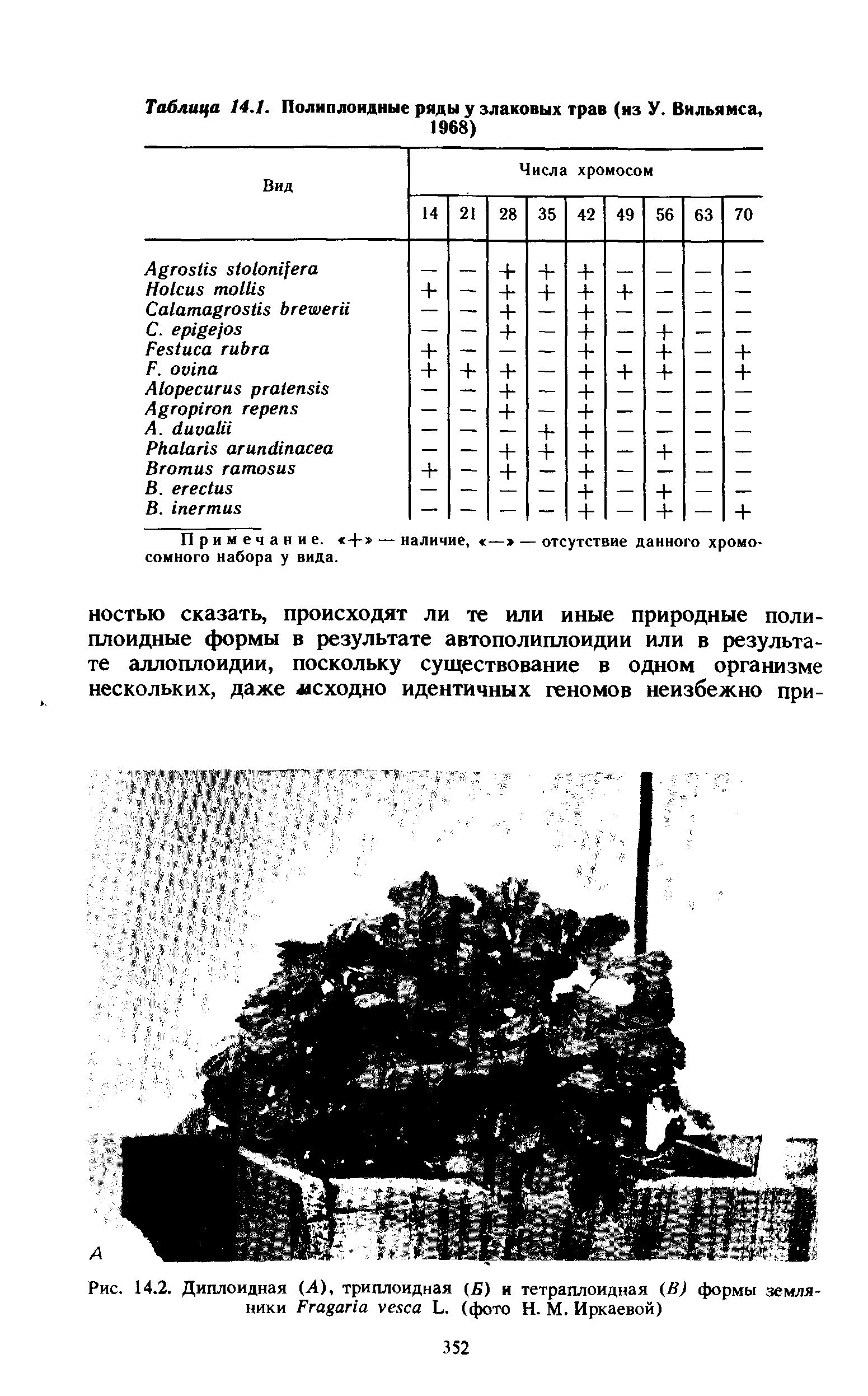 Рис. 14.2. Диплоидная (А), триплоидная (Б) и тетраплоидная (В) формы земляники F L. (фото Н. М. Иркаевой)...