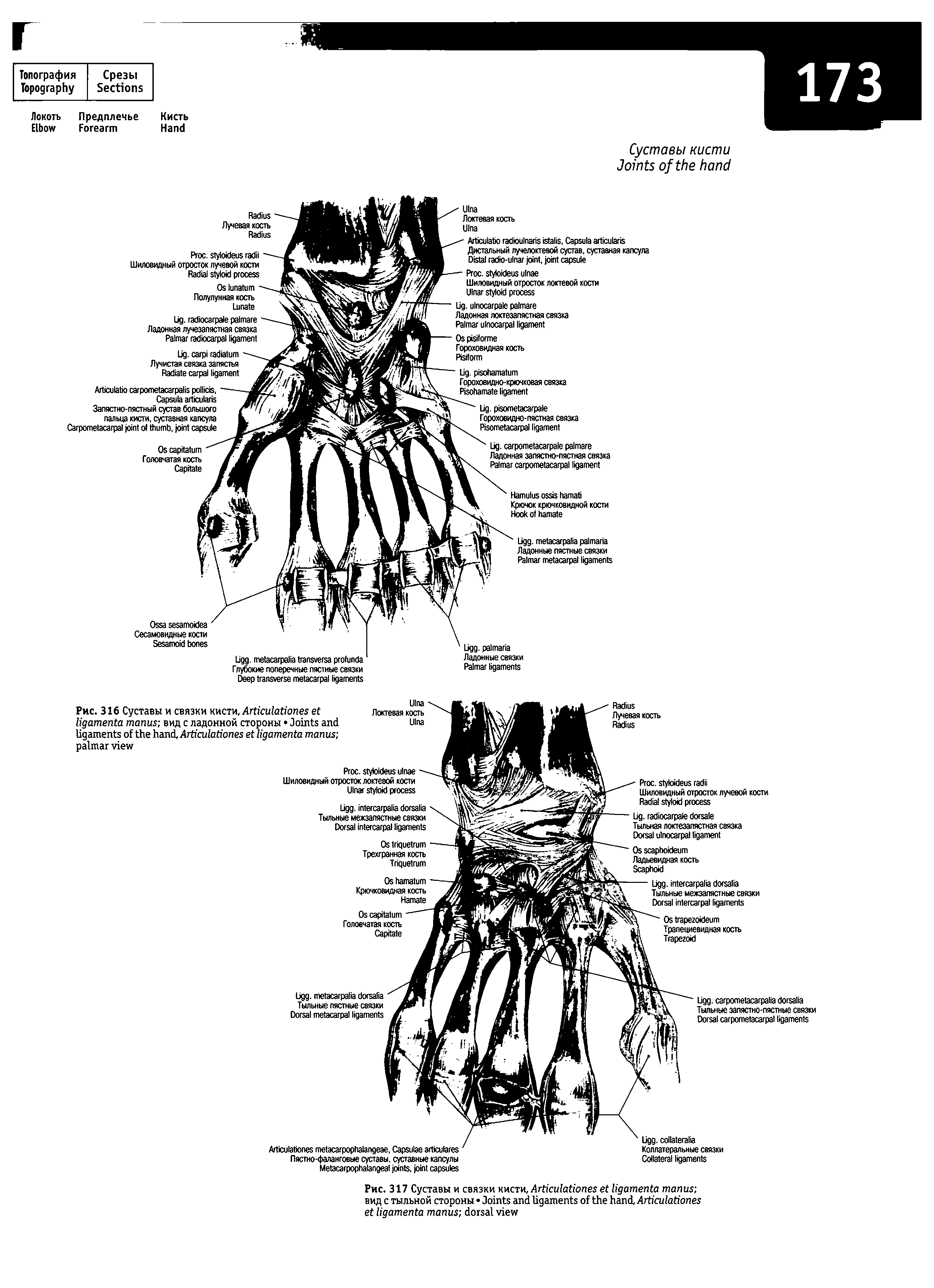 Рис. 316 Суставы и связки кисти, A вид с ладонной стороны J , A ...
